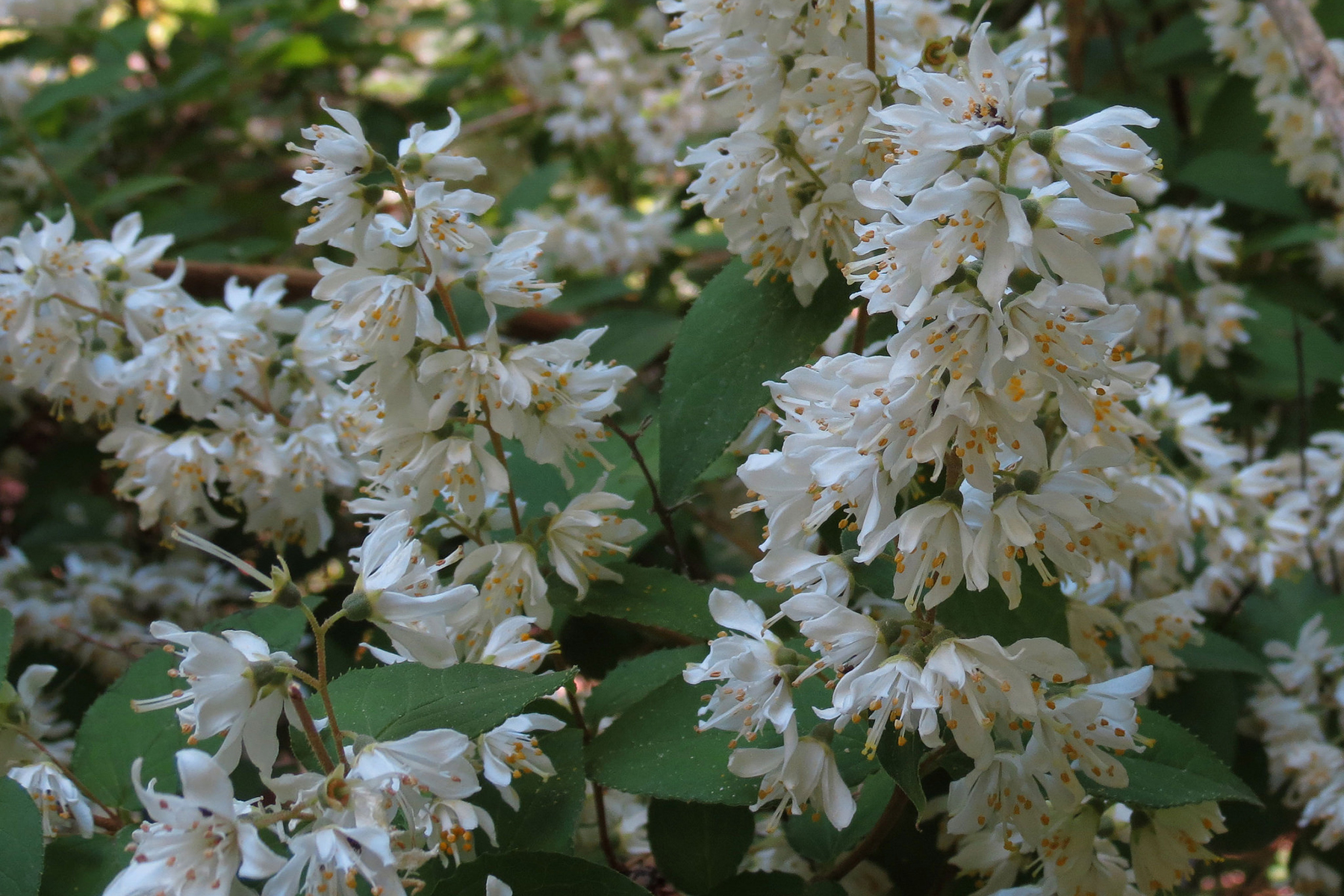 Deutzia rude, panicules de fleurs. Crédits : Katja Schulz - Flickr