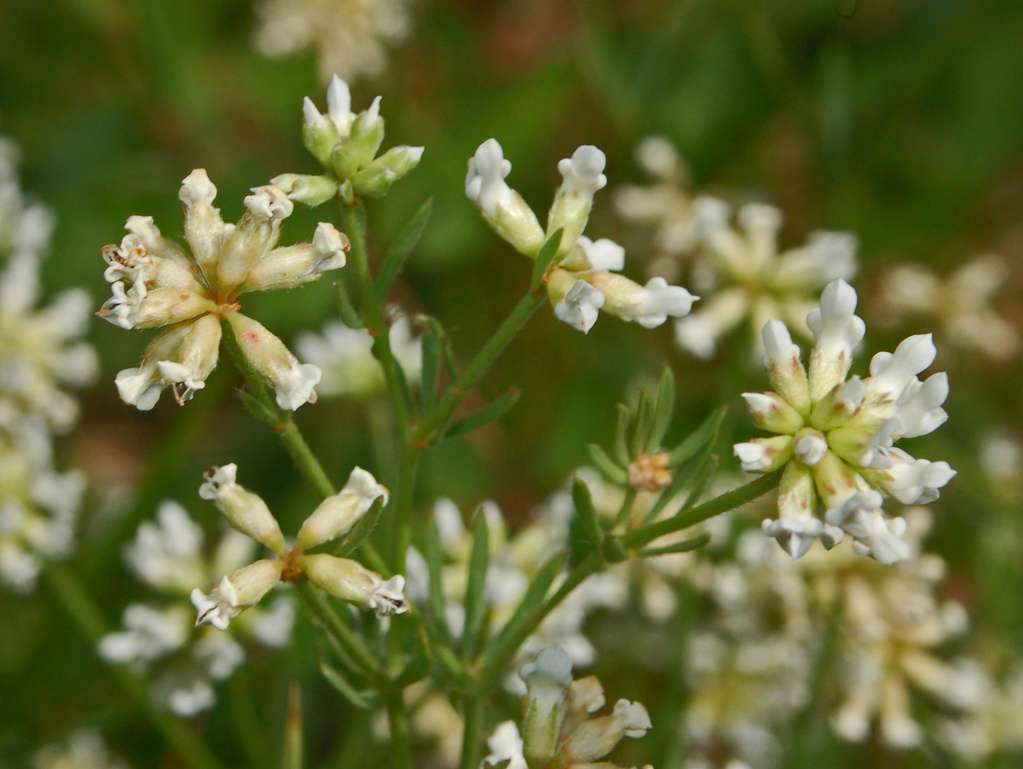 Dorycnie à cinq folioles