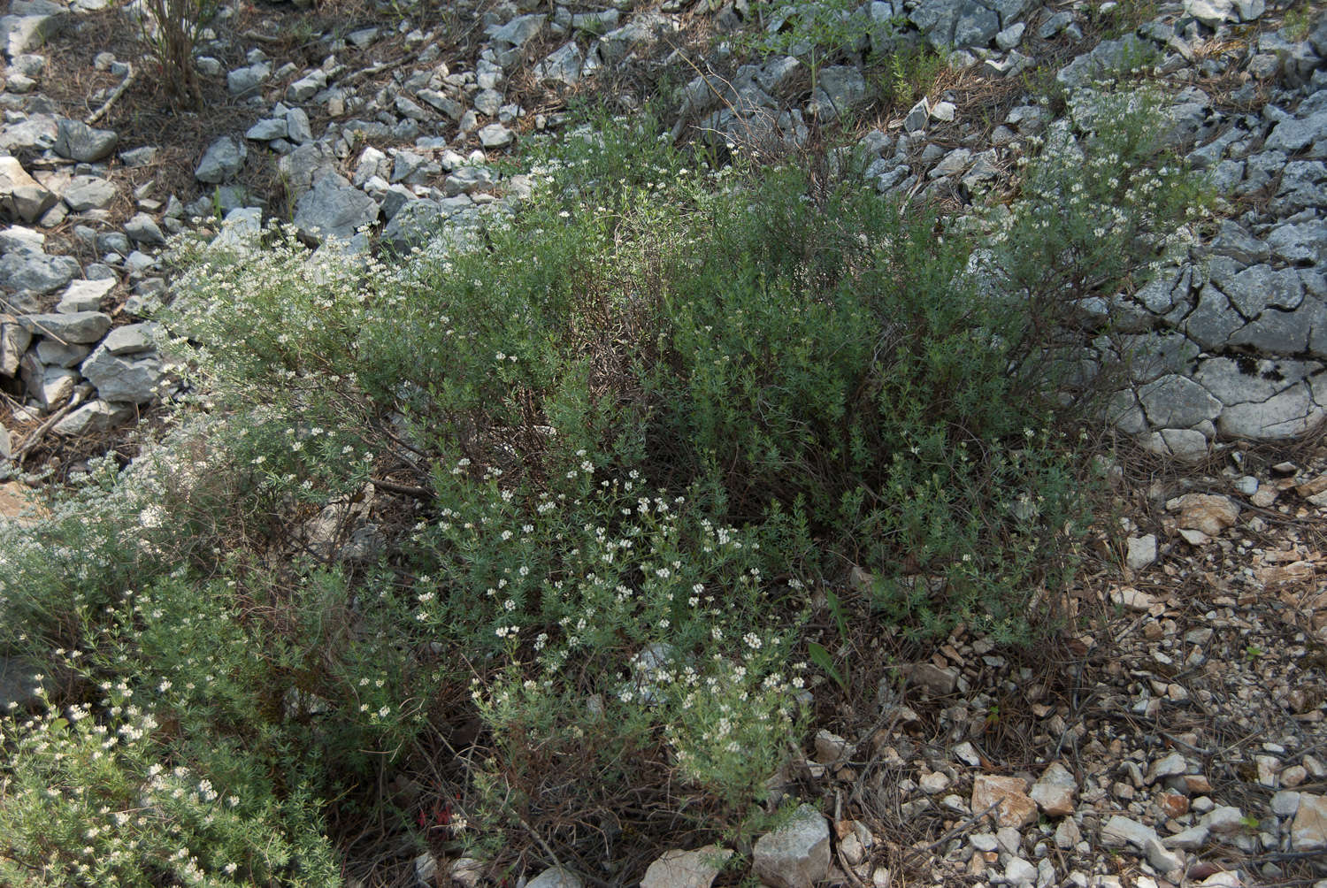 Dorycnie à cinq folioles (Crédits : Cédric Seguin)