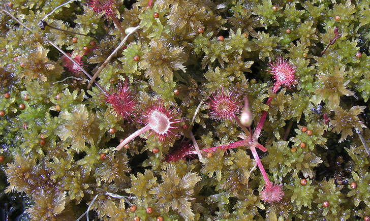 drosera