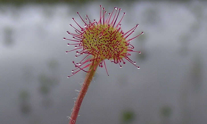 drosera