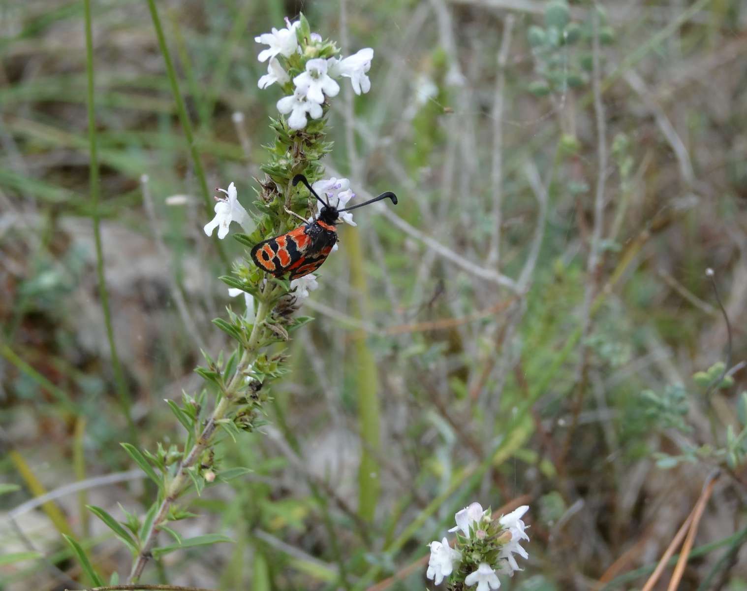 Le papillon Zygène de la petite Coronille sur une Sarriette (Crédits : Elian)