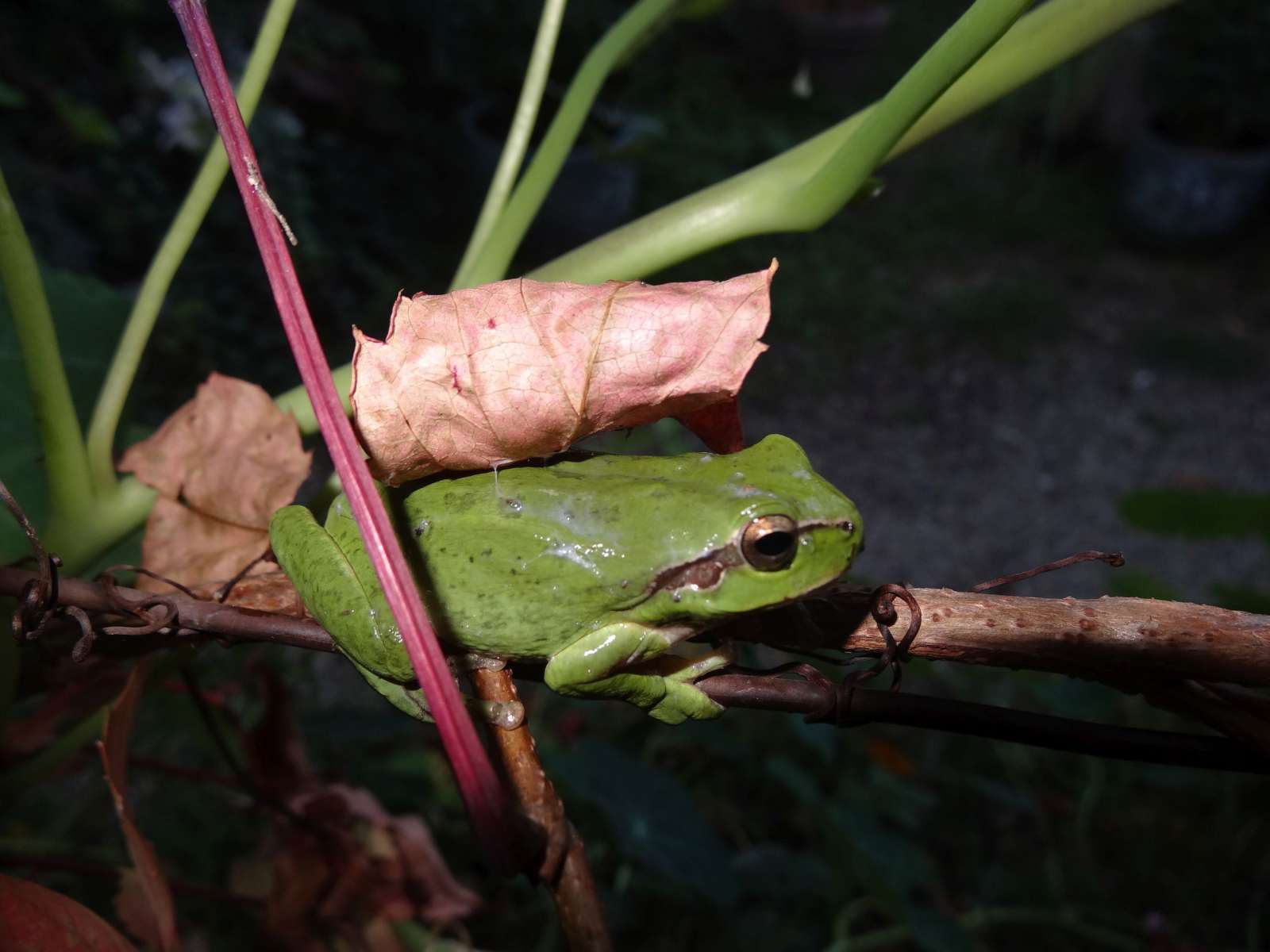 Rainette méridionale (Hyla meridionalis) - (Crédits : Elian)