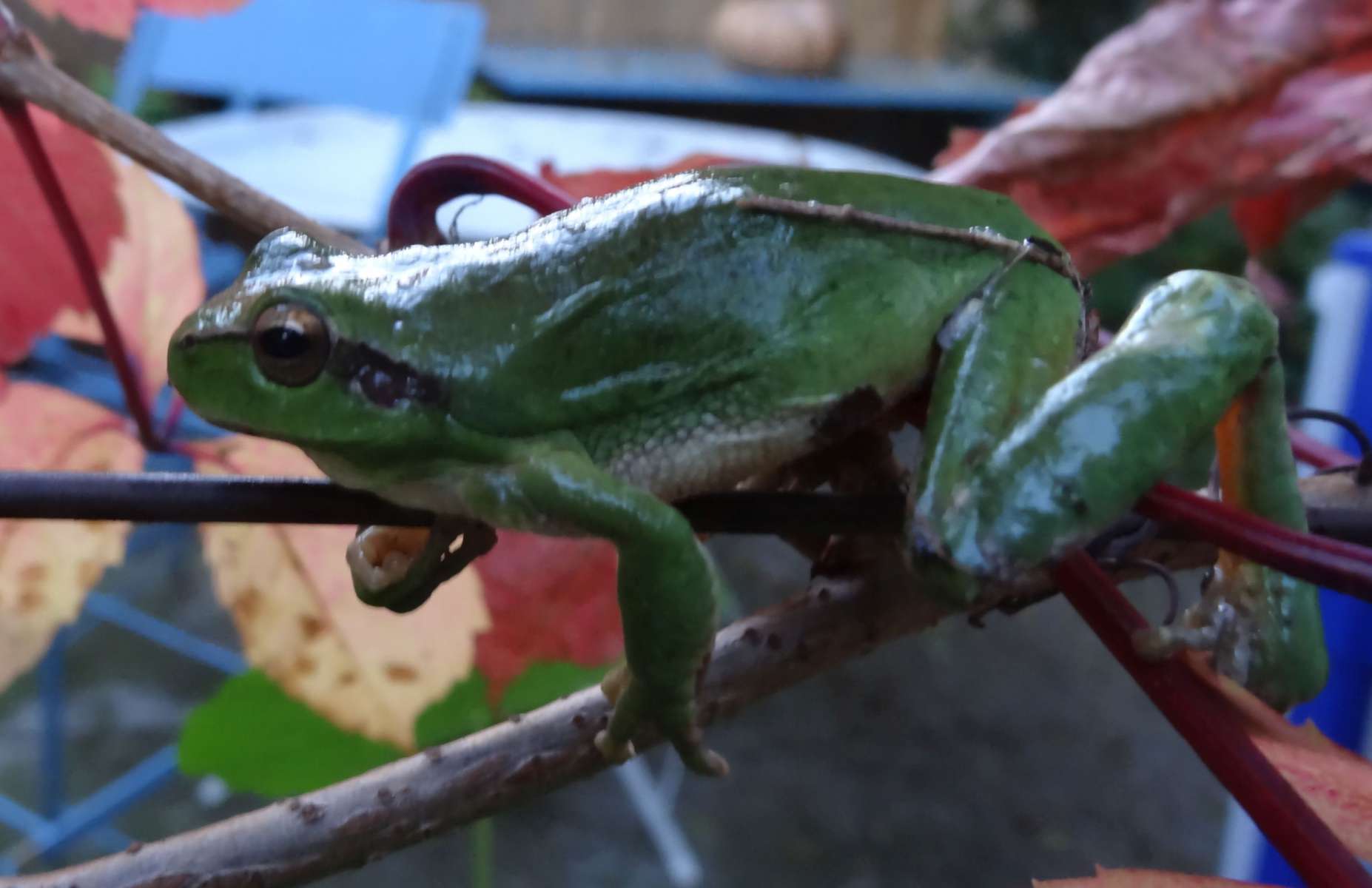 Rainette méridionale (Hyla meridionalis) - (Crédits : Elian)