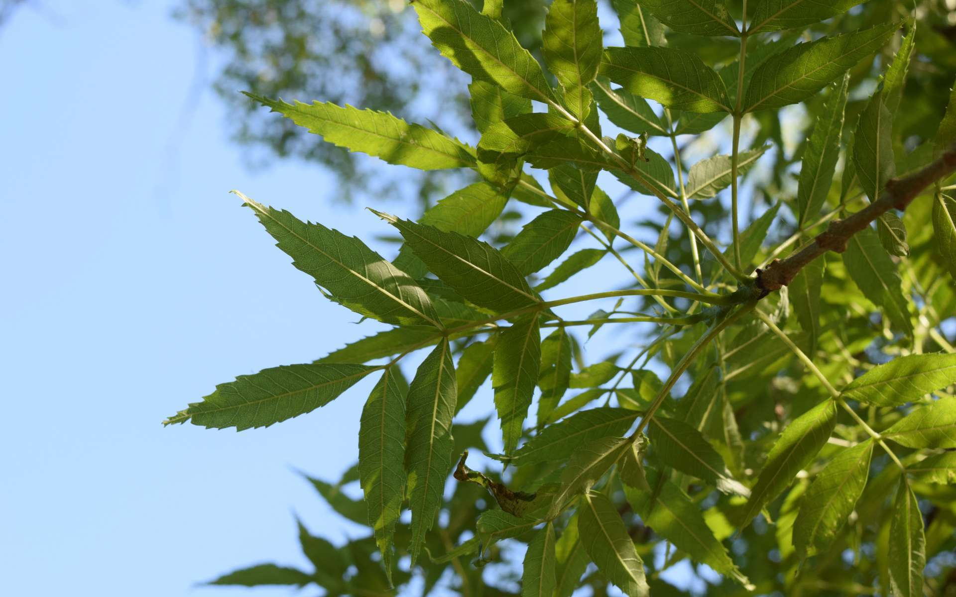 Frêne à feuilles étroites (Crédits : Sabine Meneut)