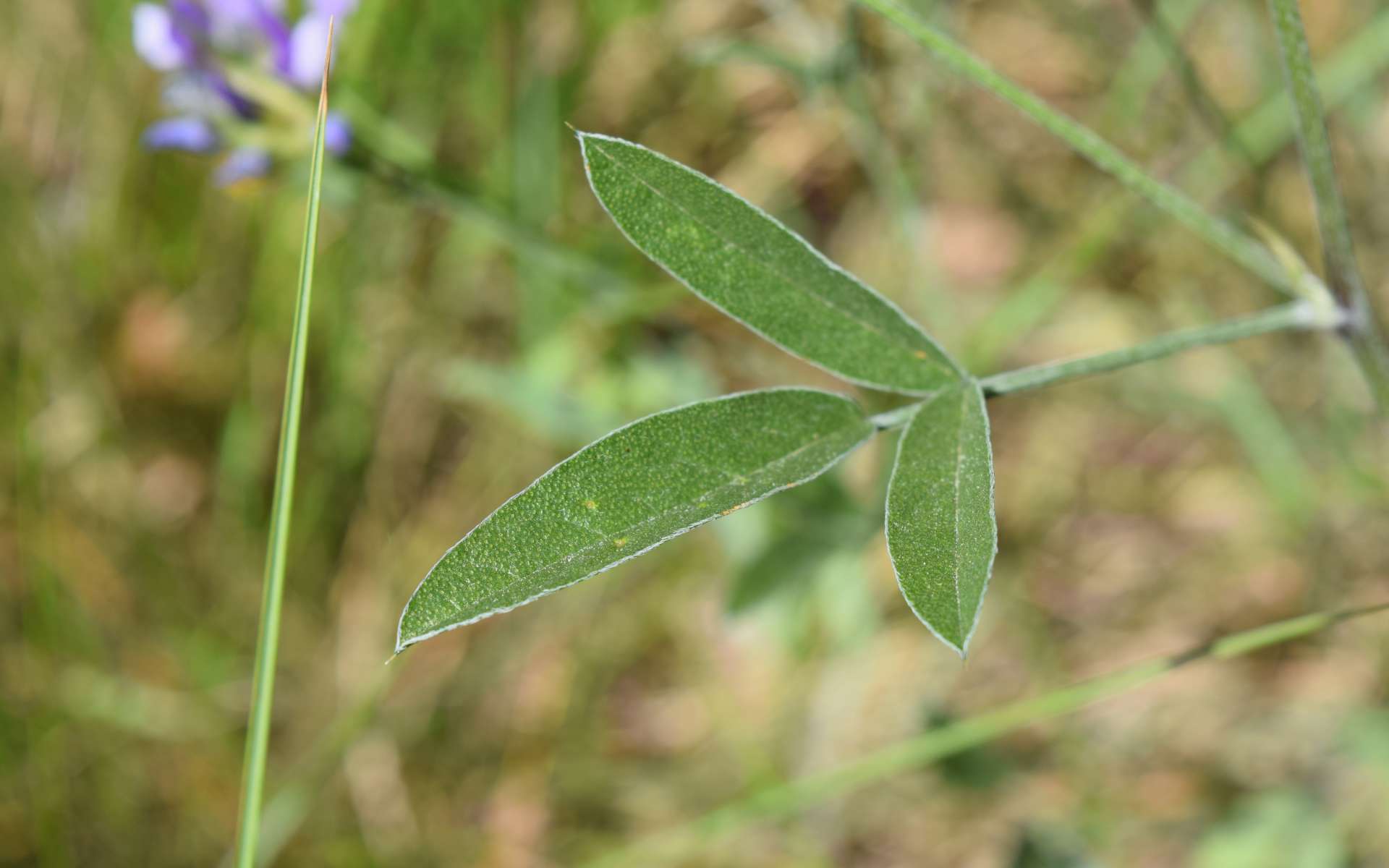 Herbe au bitume - feuille (Crédits : Léa Charbonnier)