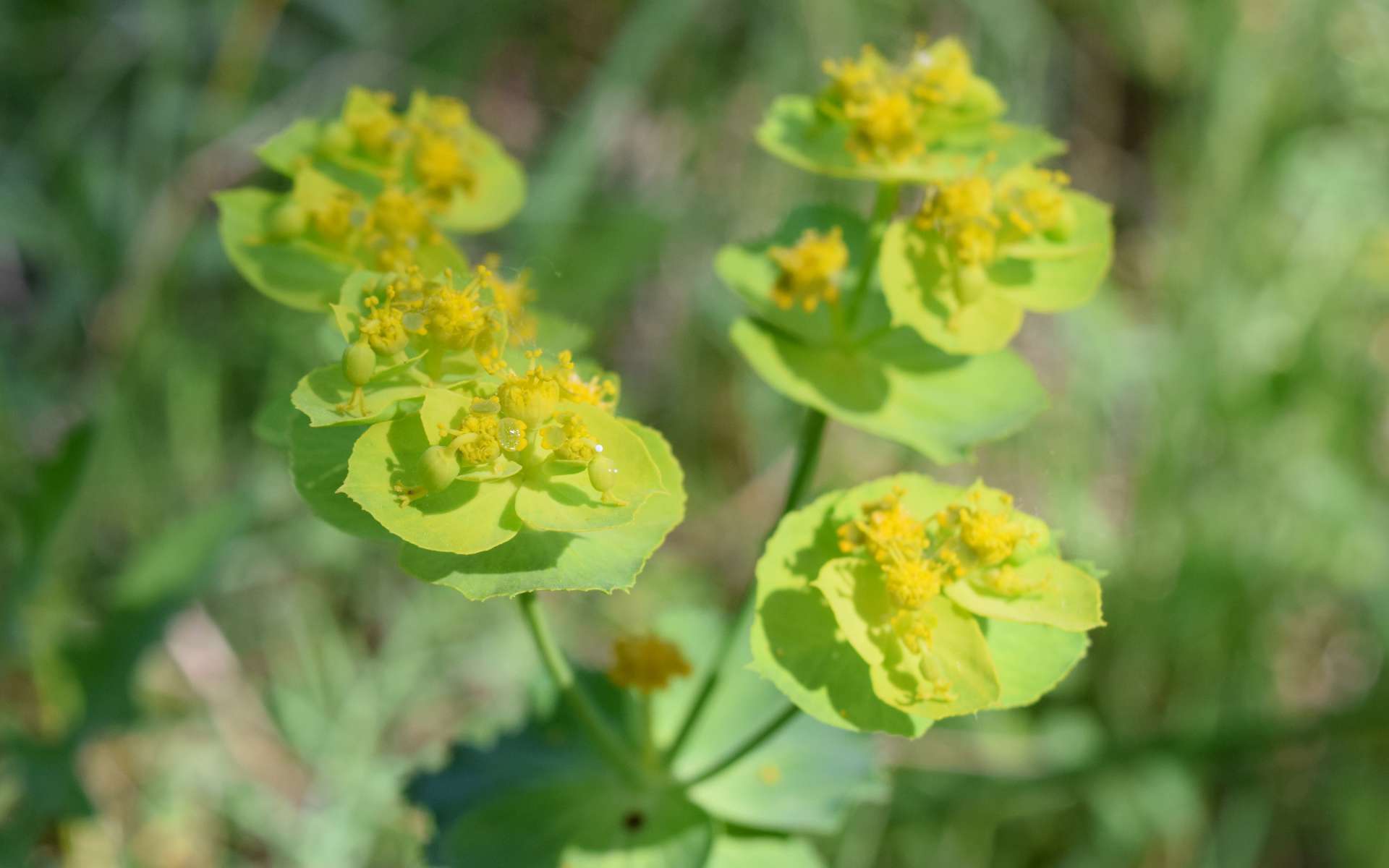 Euphorbe dentée - fleurs (Crédits : Léa Charbonnier)