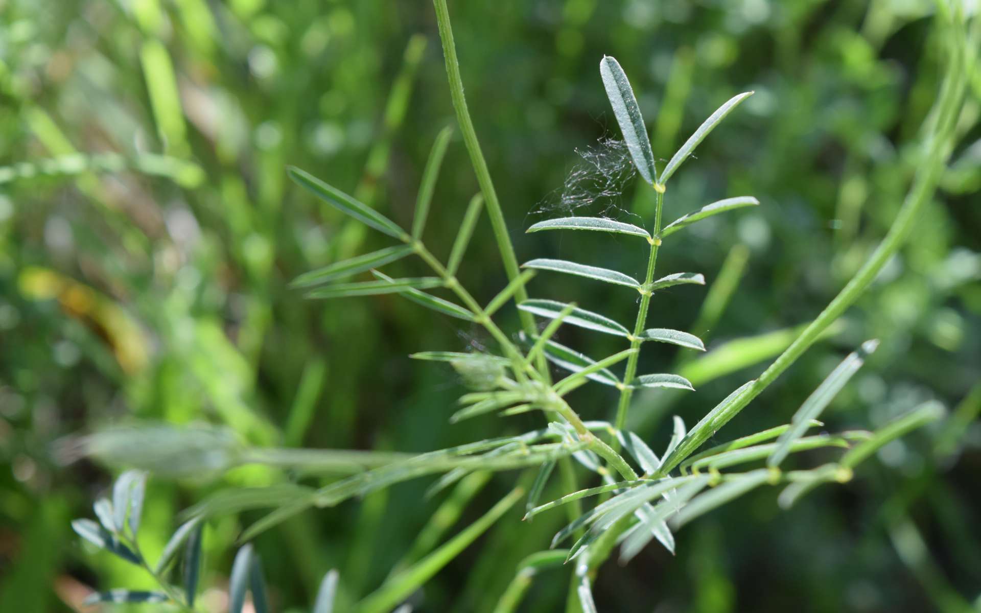 Sainfoin couché - feuilles (Crédits : Léa Charbonnier)