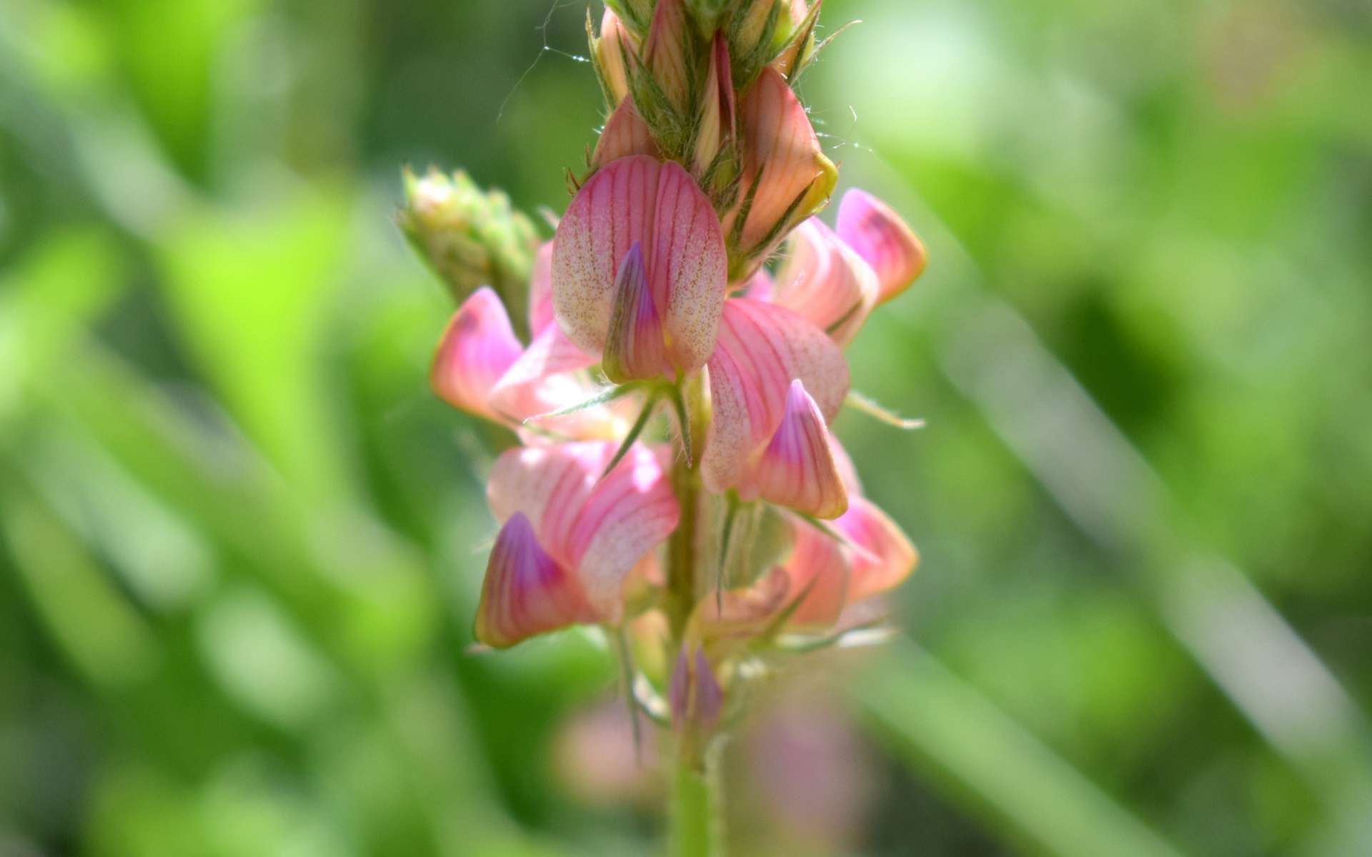 Sainfoin couché - fleurs (Crédits : Léa Charbonnier)