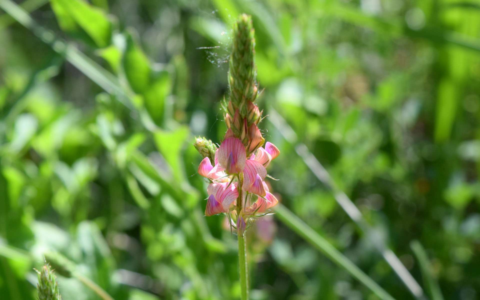 Sainfoin couché - fleurs (Crédits : Léa Charbonnier)