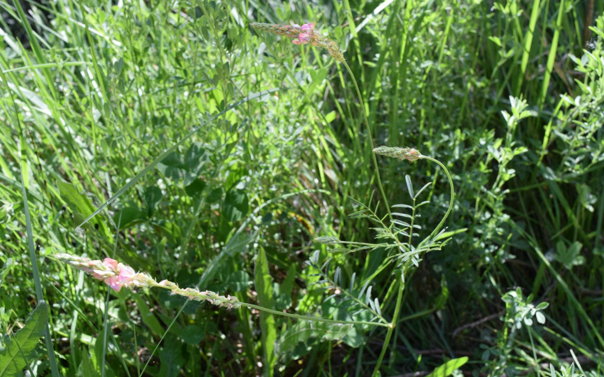 Sainfoin couché - vue d'ensemble (Crédits : Léa Charbonnier)