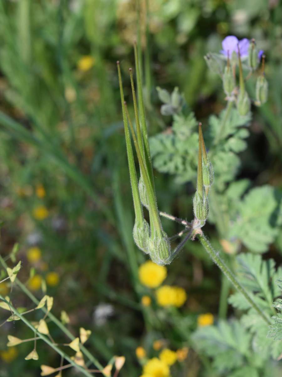 Erodium bec-de-cigogne (Crédits : Sabine Meneut)