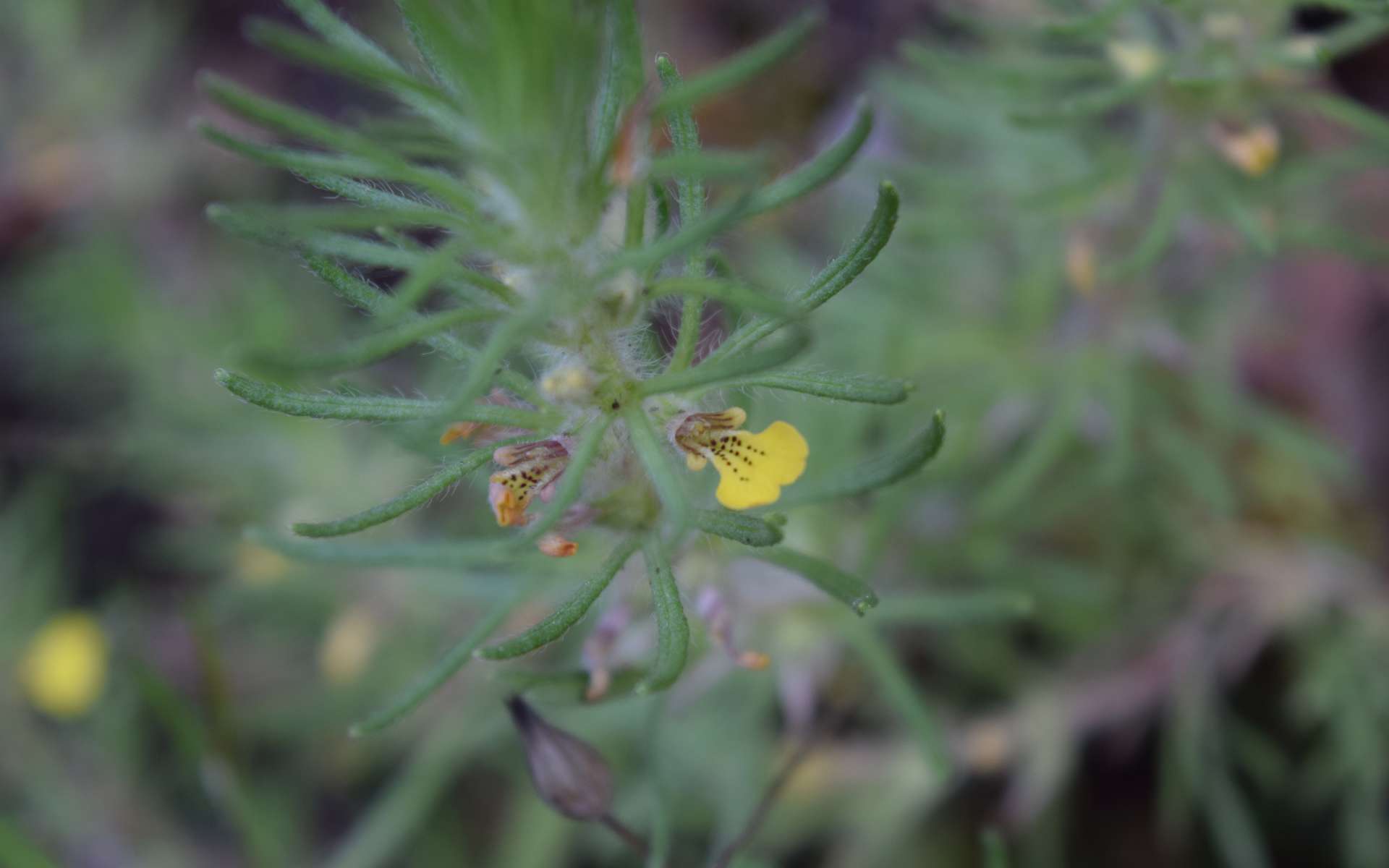 Bugle petit-pin (Crédits : Sabine Meneut)