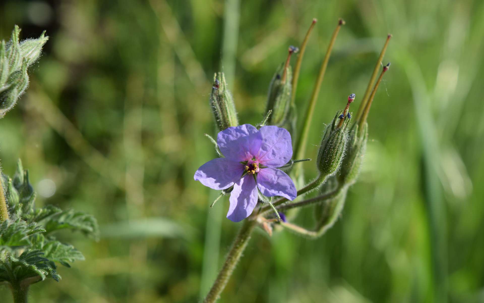 Erodium bec-de-cigogne (Crédits : Sabine Meneut)