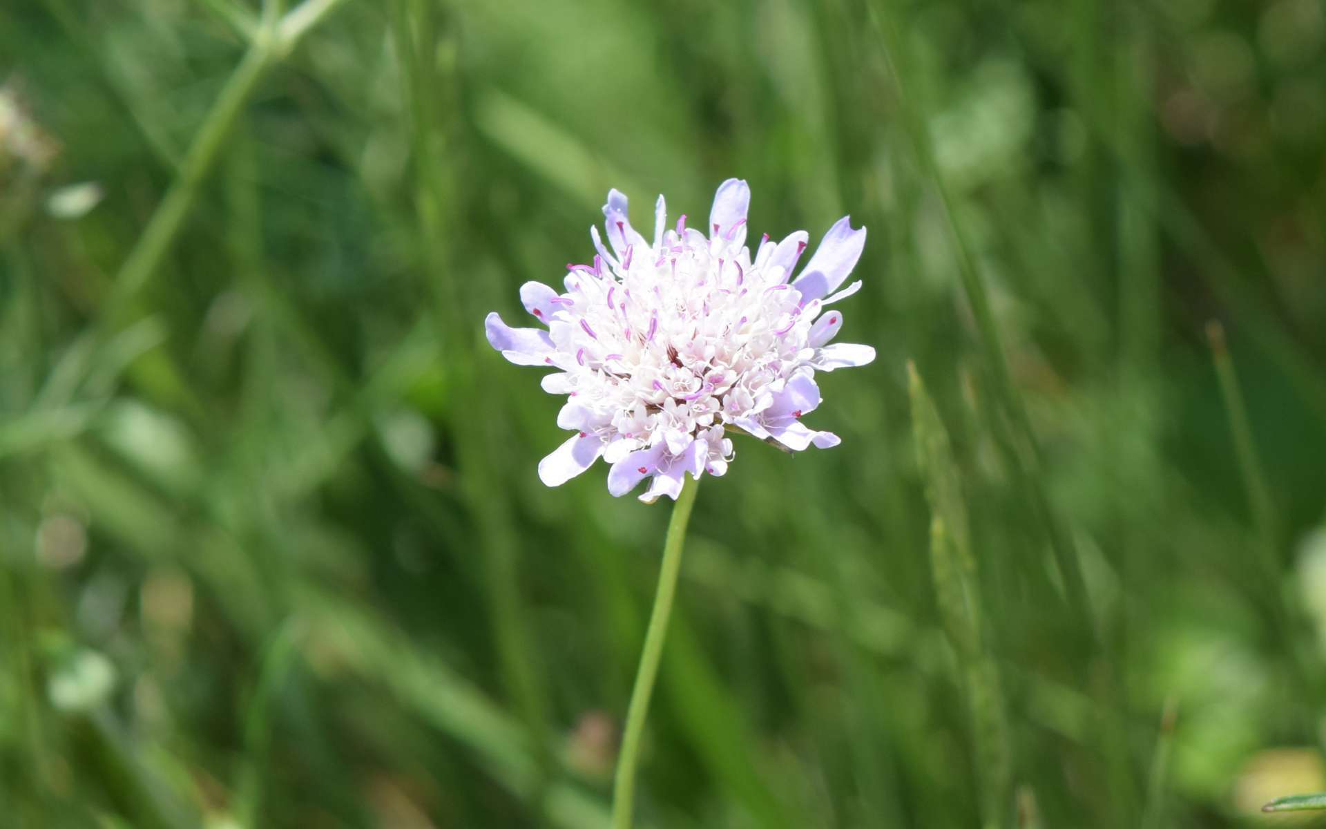 Scabieuse (Crédits : Léa Charbonnier)