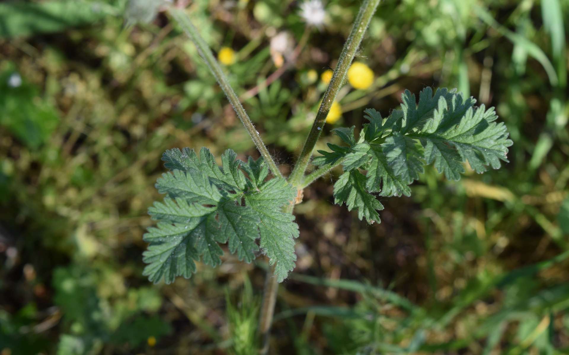 Erodium bec-de-cigogne (Crédits : Sabine Meneut)