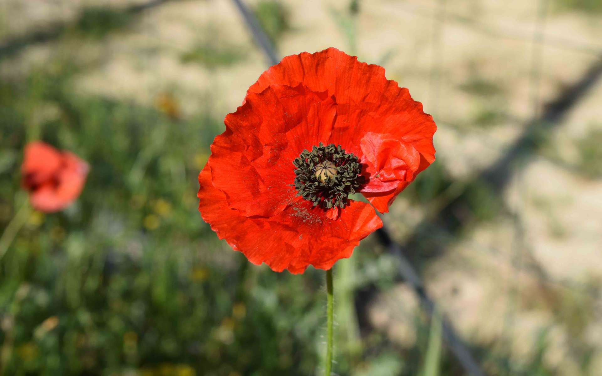 Fleur de Coquelicot (Crédits : Sabine Meneut)