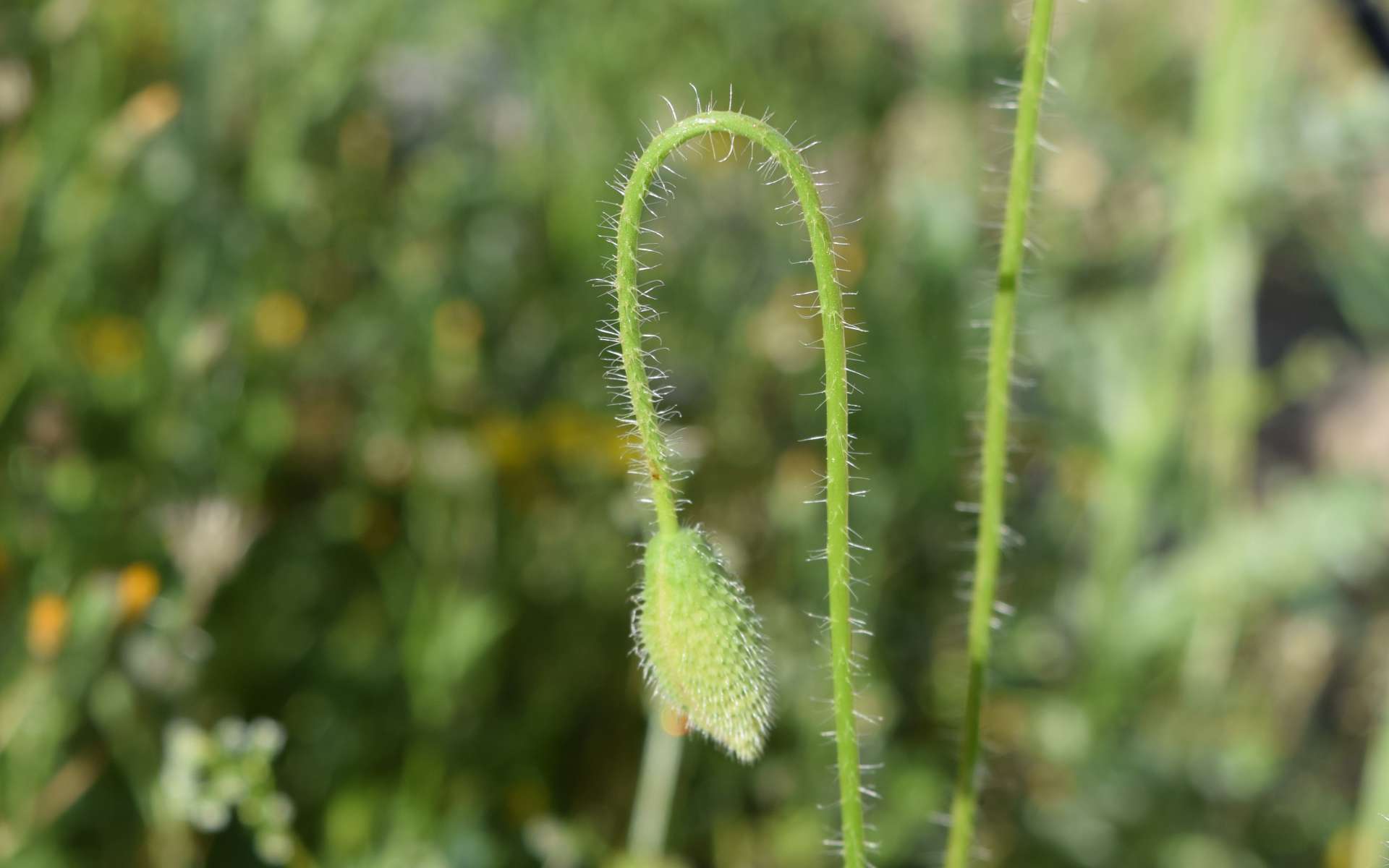 Bourgeon de fleur d'un Coquelicot (Crédits : Sabine Meneut)