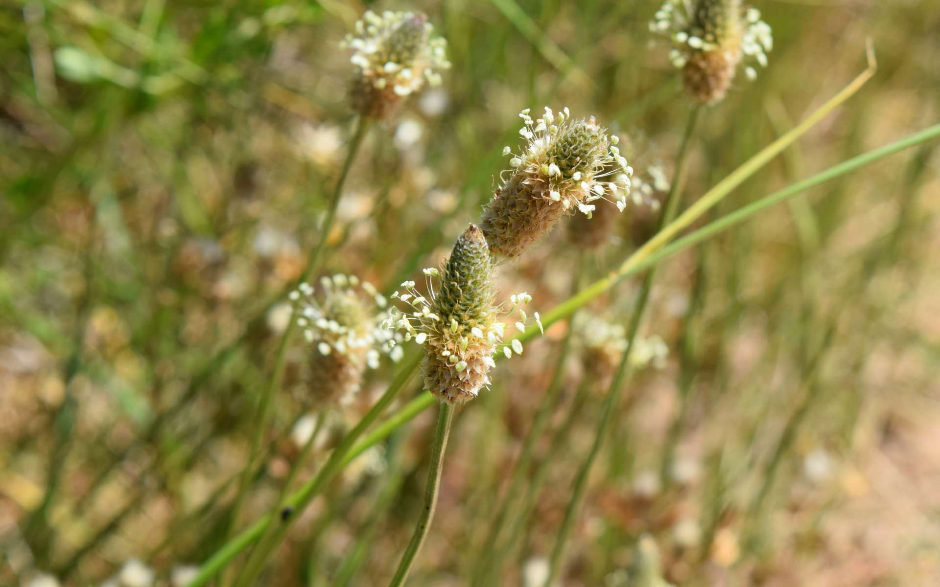 Plantain lancéolé - fleurs (Crédits : Léa Charbonnier)