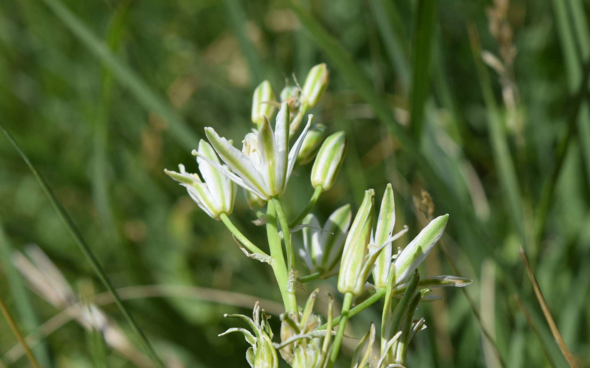 Ornithogale des Pyrénées - fleurs (Crédits : Léa Charbonnier)