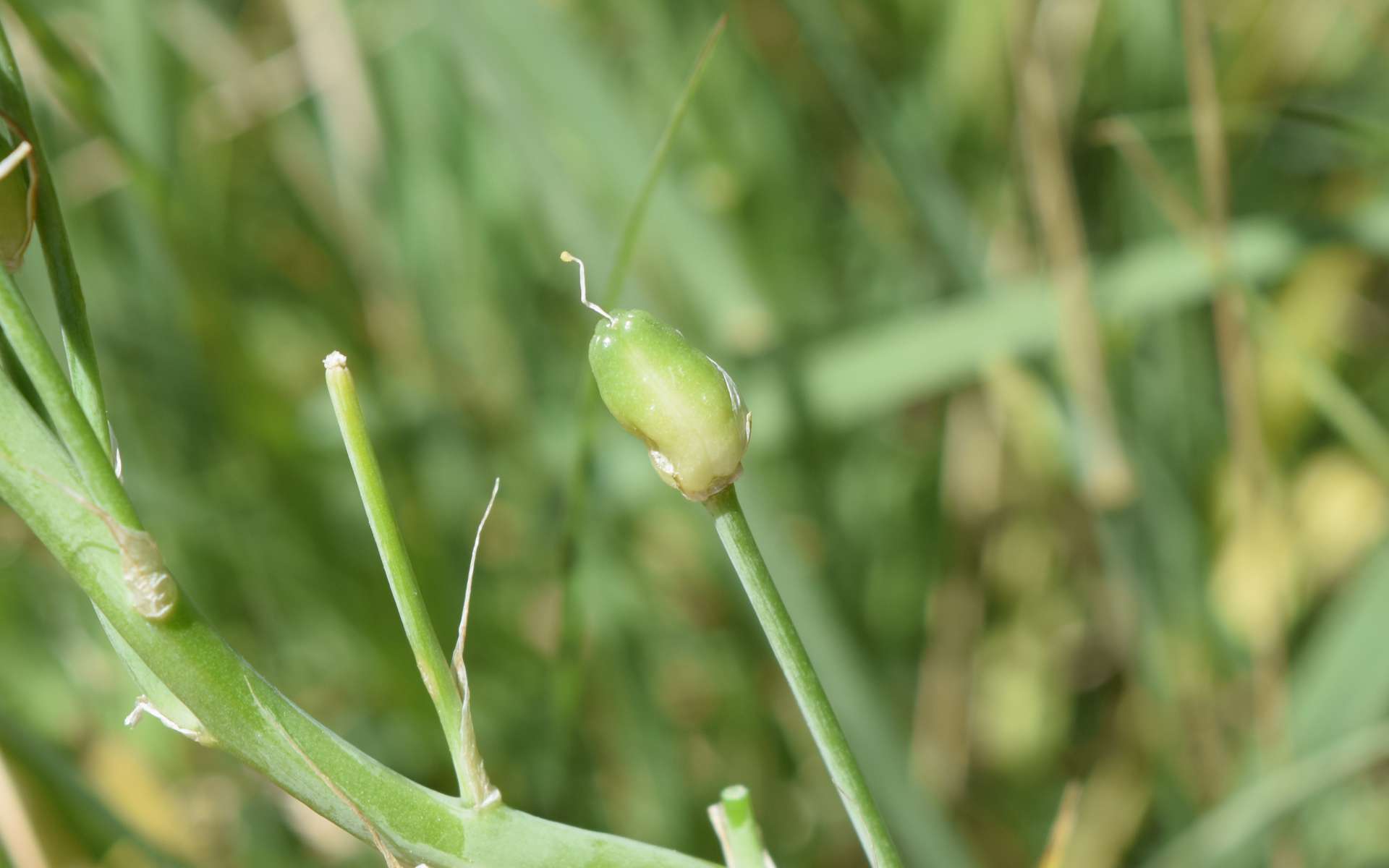 Ornithogale des Pyrénées - fruit (Crédits : Léa Charbonnier)