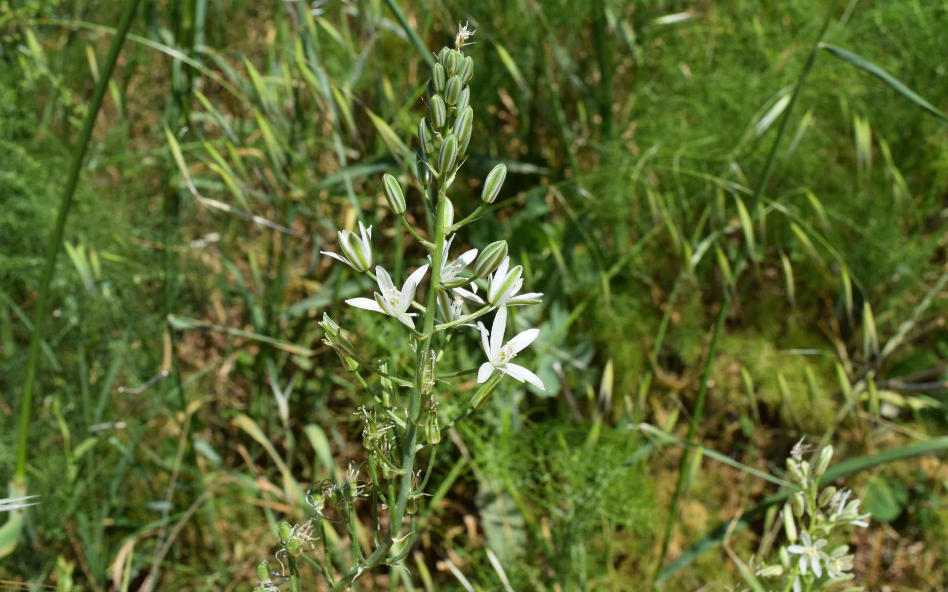 Ornithogale des Pyrénées - fleurs en grappe (Crédits : Léa Charbonnier)