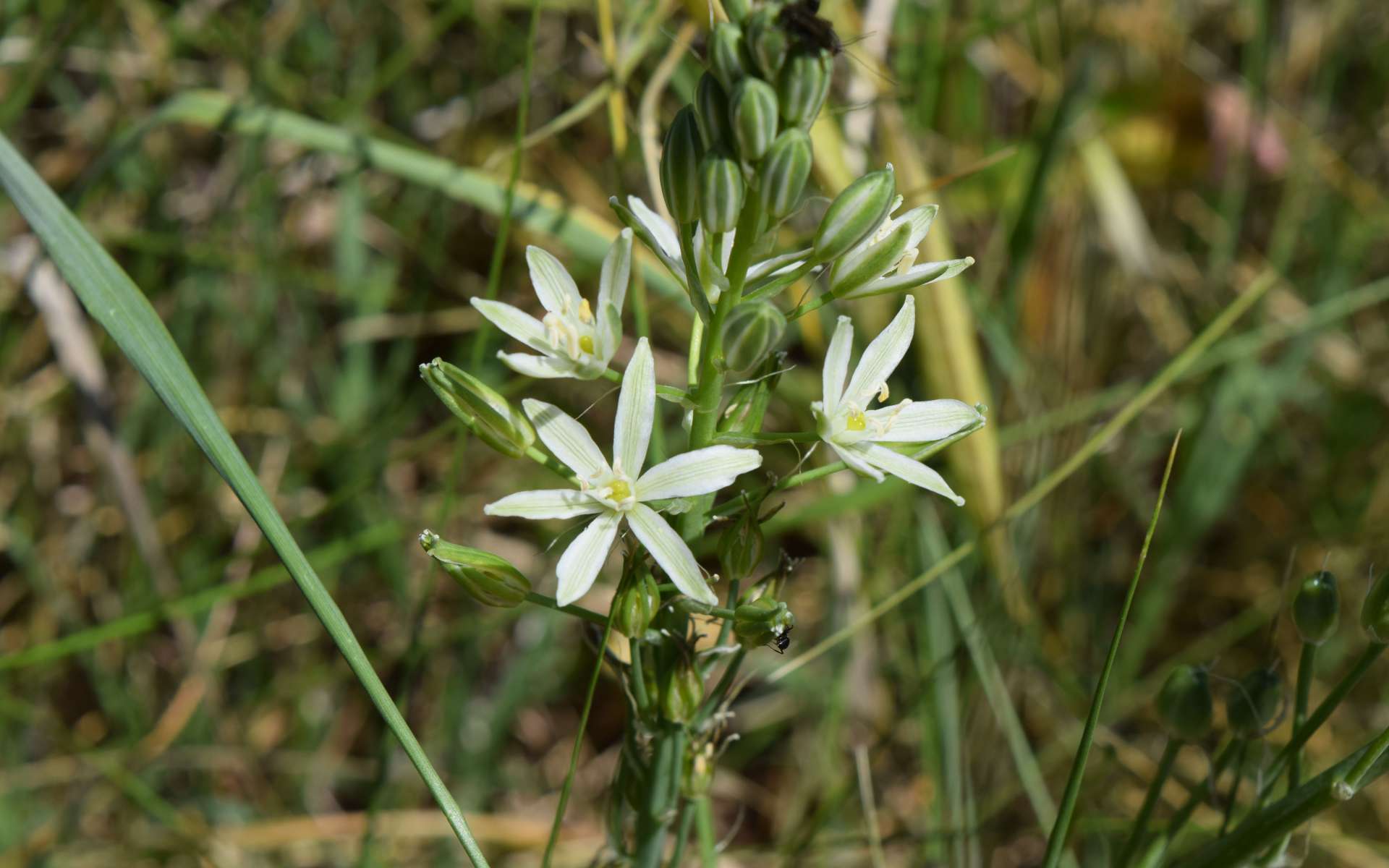 Ornithogale des Pyrénées - fleurs (Crédits : Léa Charbonnier)