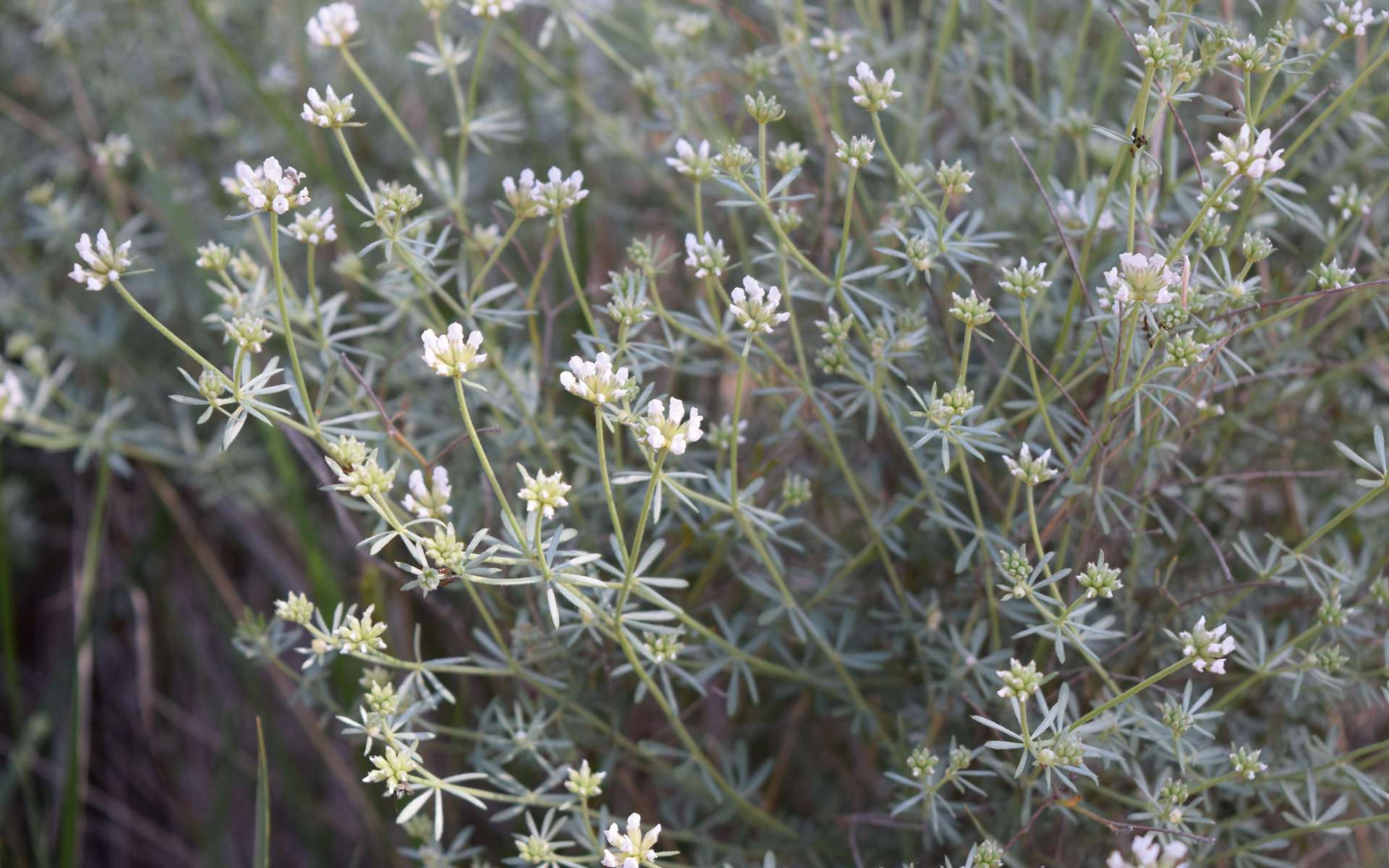 Dorycnie à cinq folioles (Crédits : Léa Charbonnier)