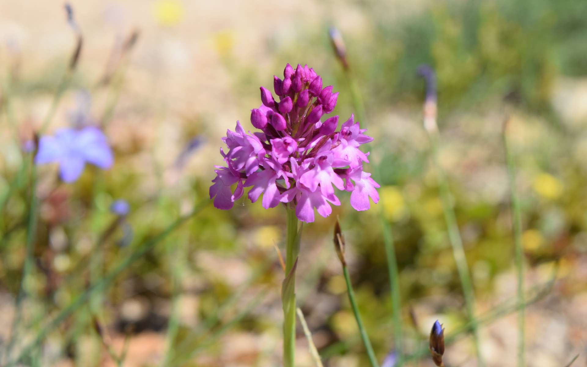 Orchis pyramidal - inflorescence (Crédits : Léa Charbonnier)