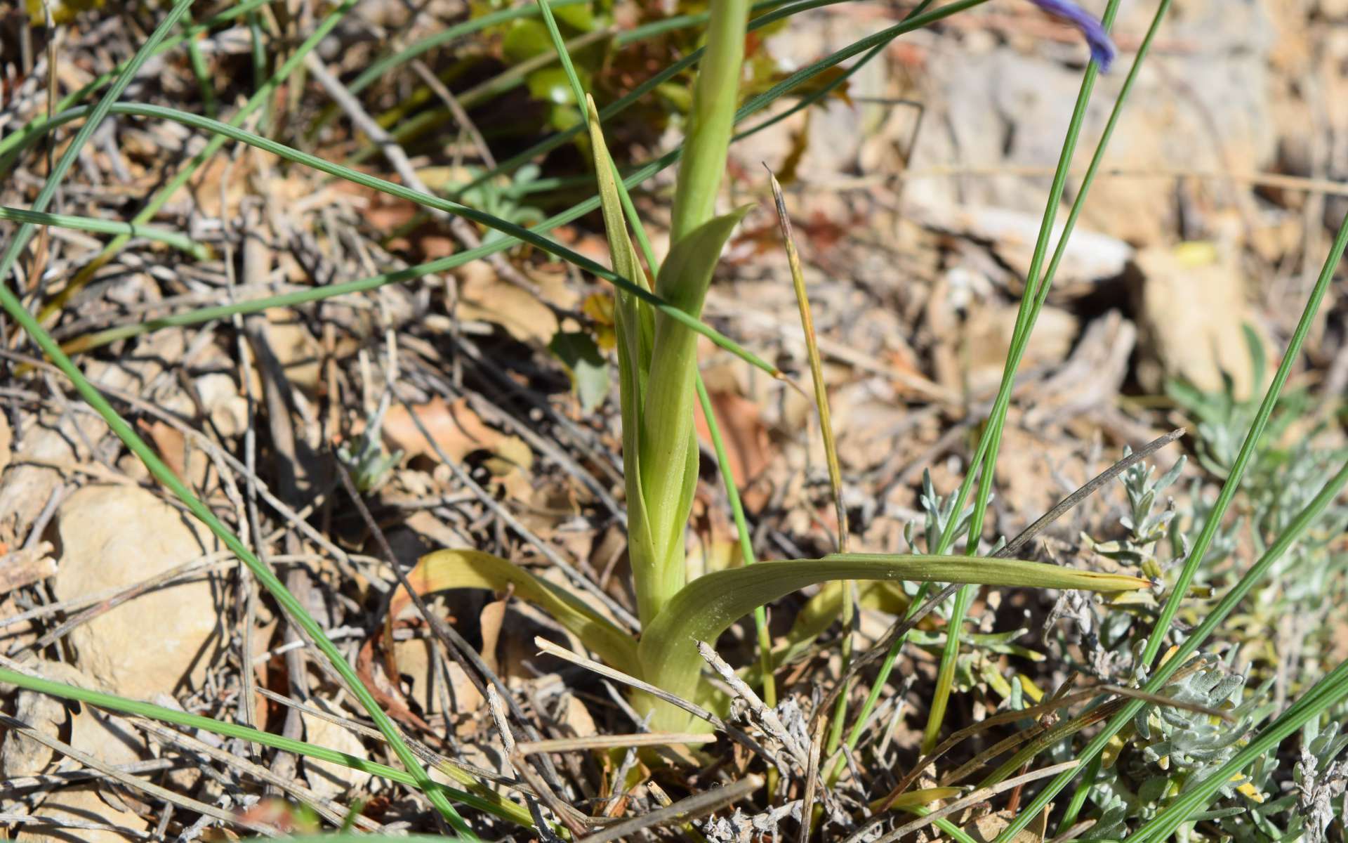 Orchis pyramidal - feuilles (Crédits : Léa Charbonnier)