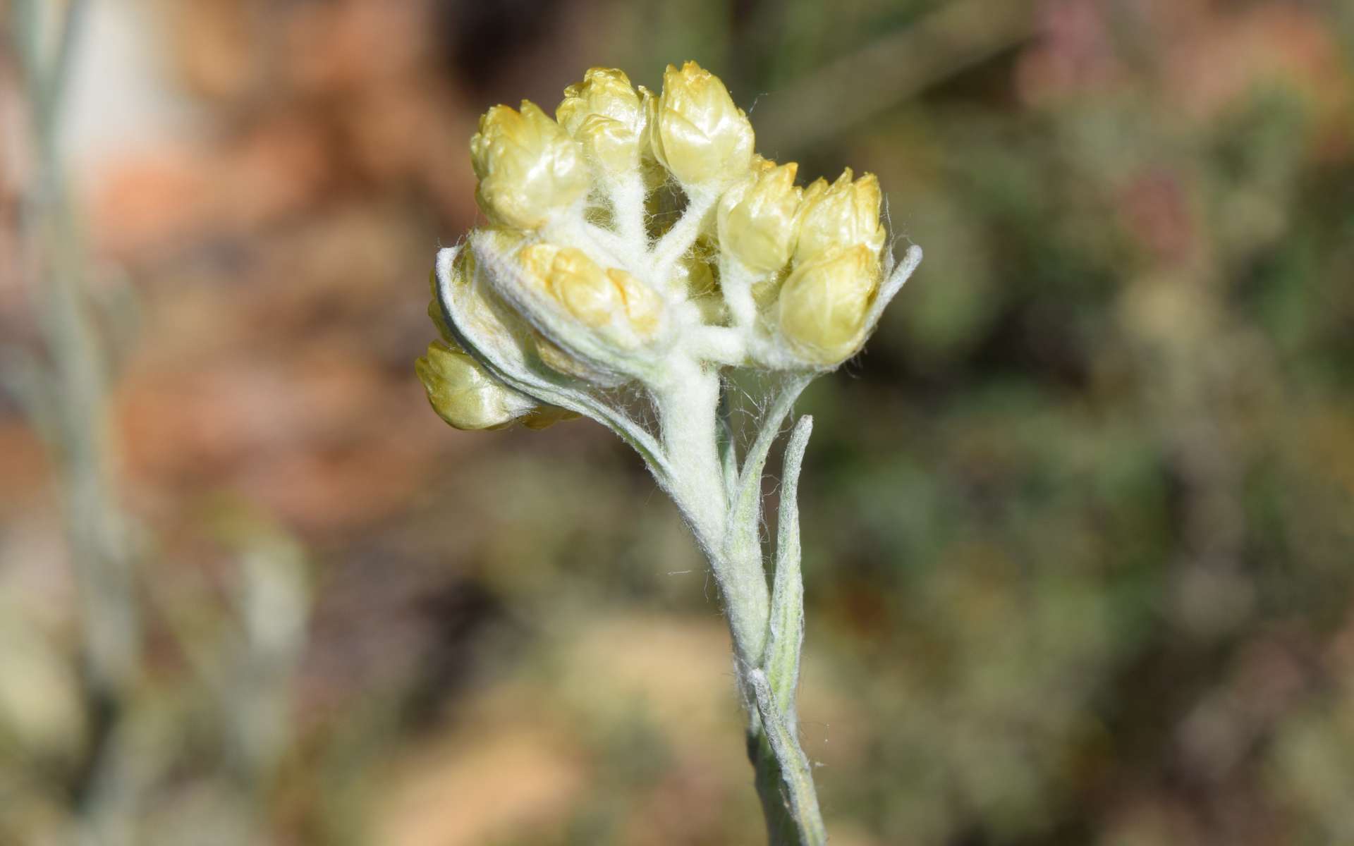 Immortelle des dunes (Crédits : Léa Charbonnier)