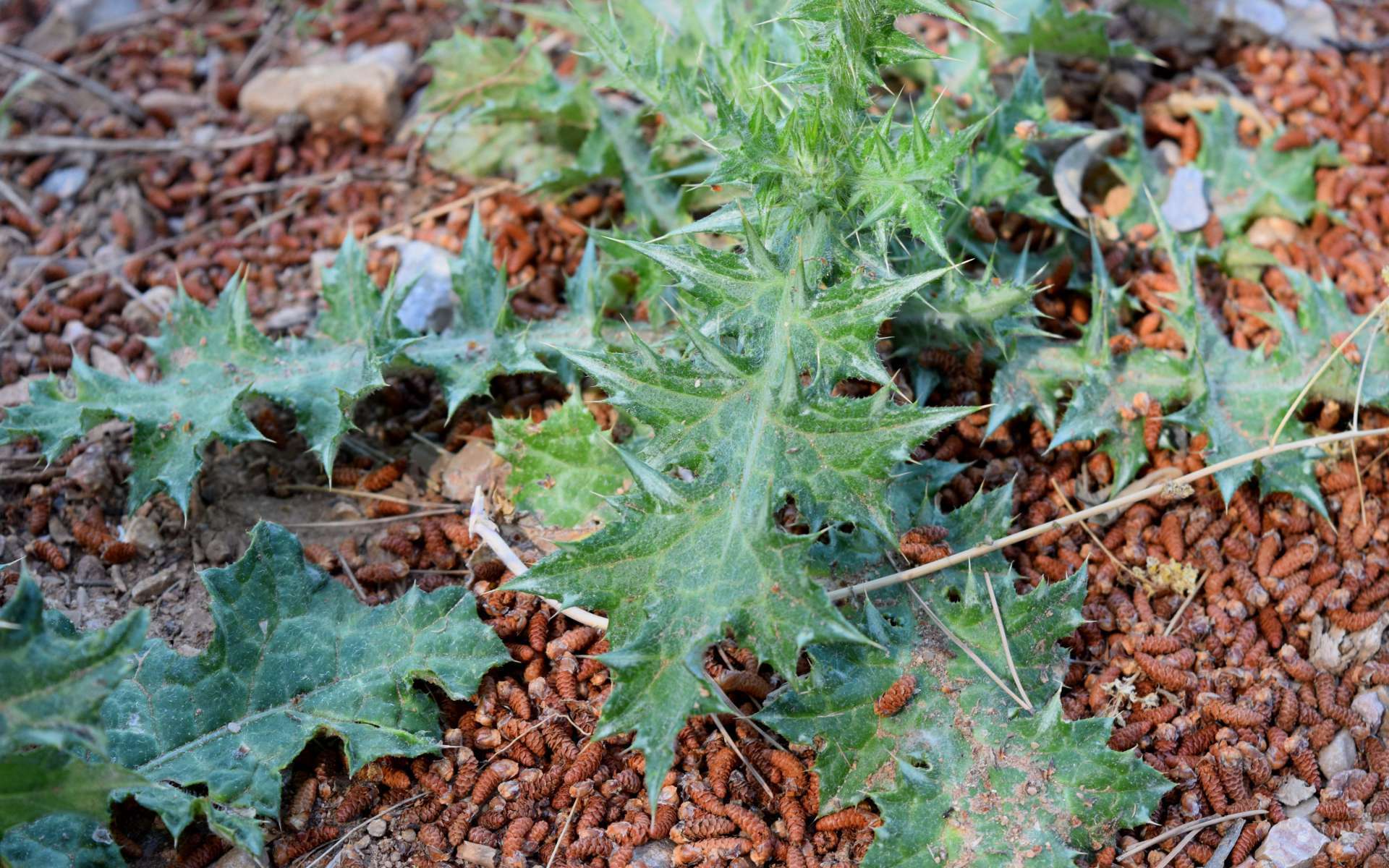 Cirse commun - feuille (Crédits : Léa Charbonnier)