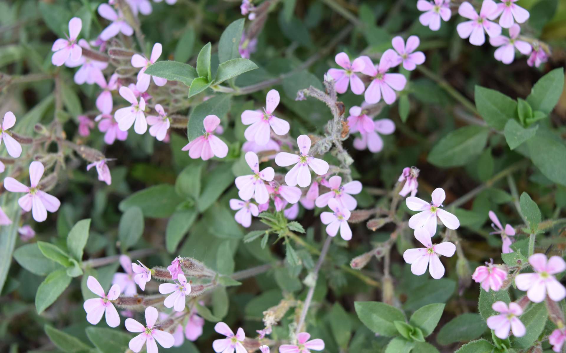 Saponaire faux basilic - fleurs (Crédits : Léa Charbonnier)