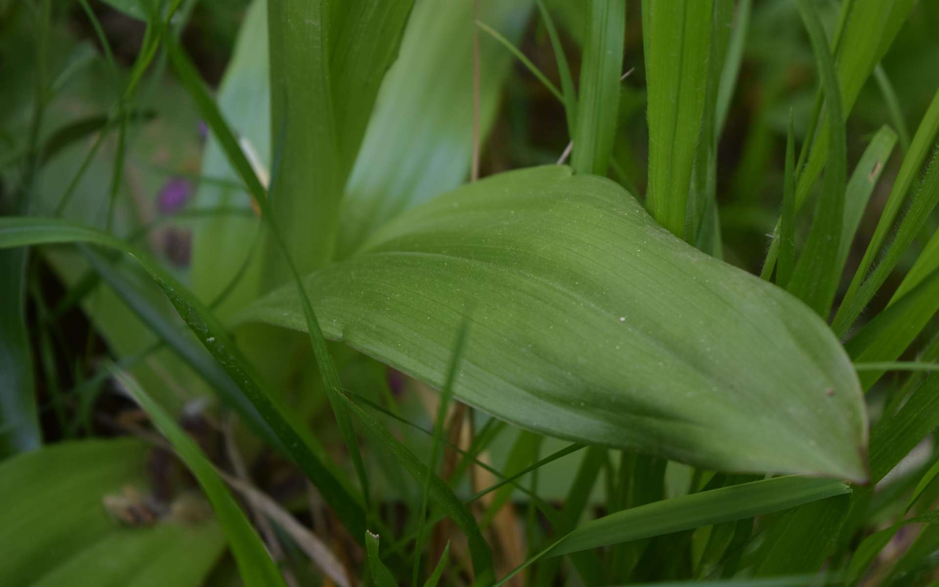 Feuilles d'Orchis pourpre (Crédits : Sabine Meneut)