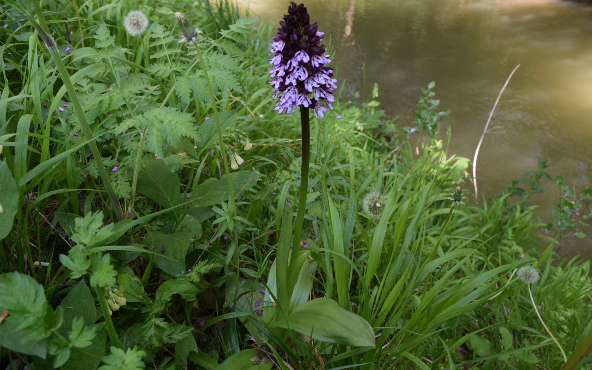 Orchis pourpre (Crédits : Sabine Meneut)