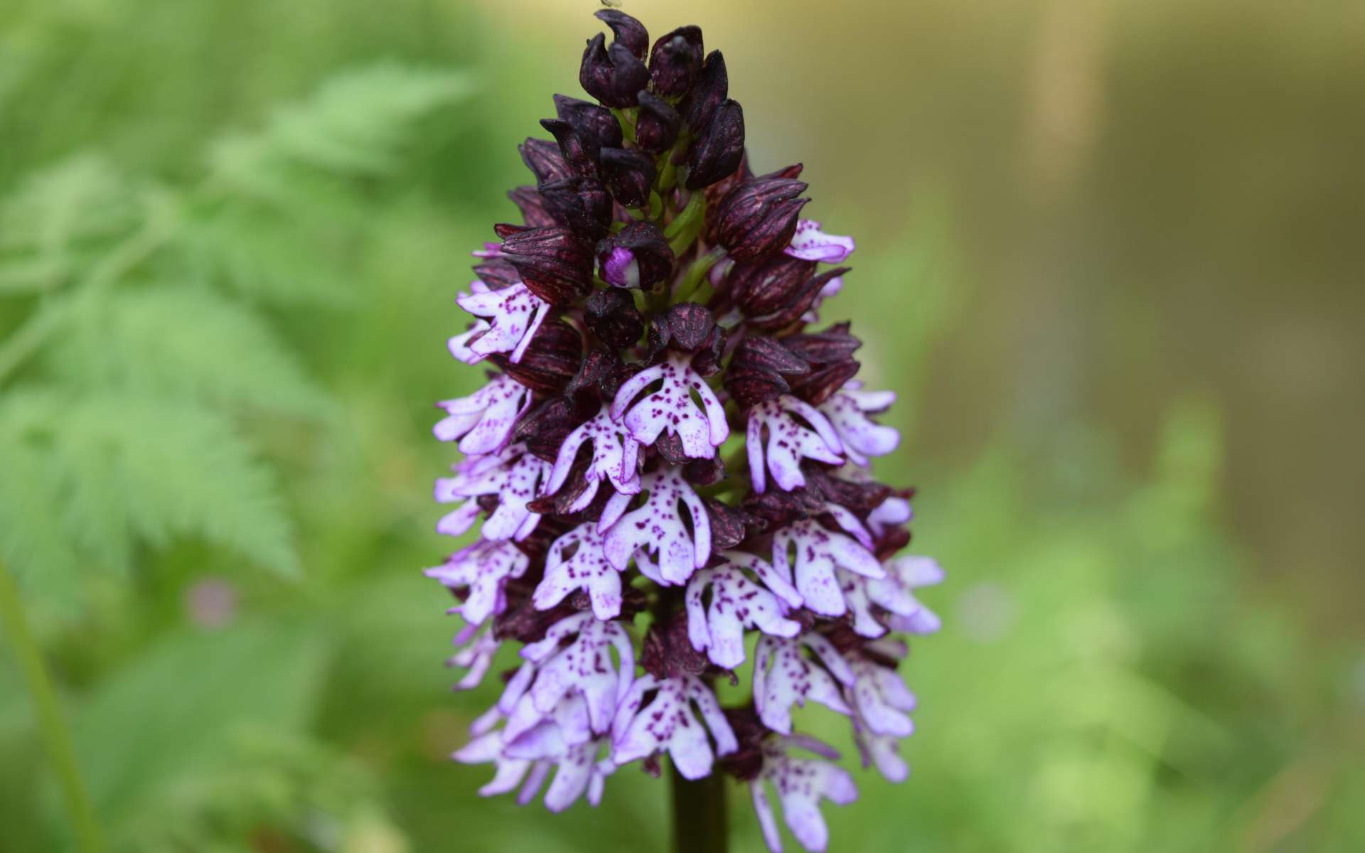 Fleurs d'Orchis pourpre (Crédits : Sabine Meneut)