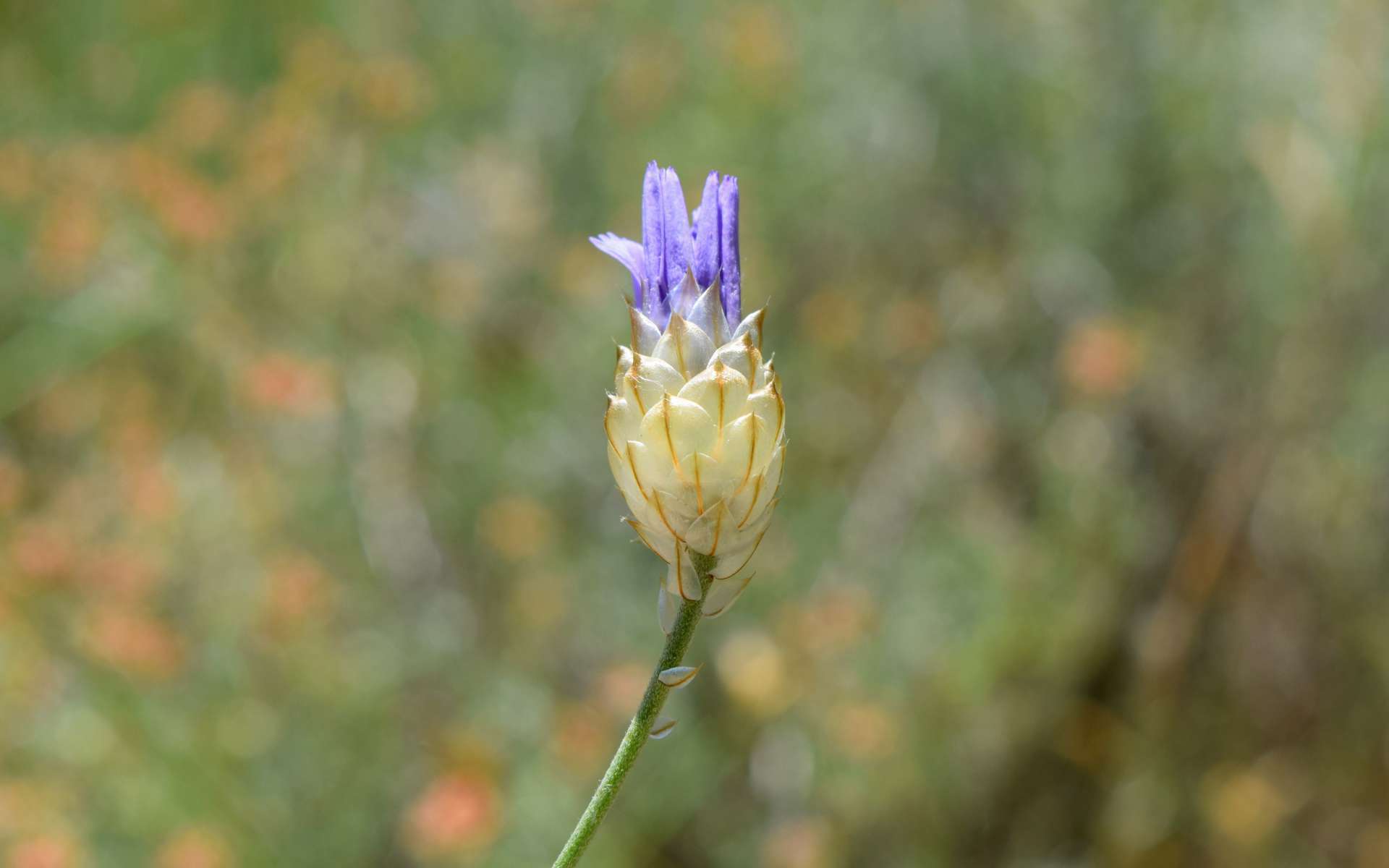 Catananche bleue (Crédits : Léa Charbonnier)