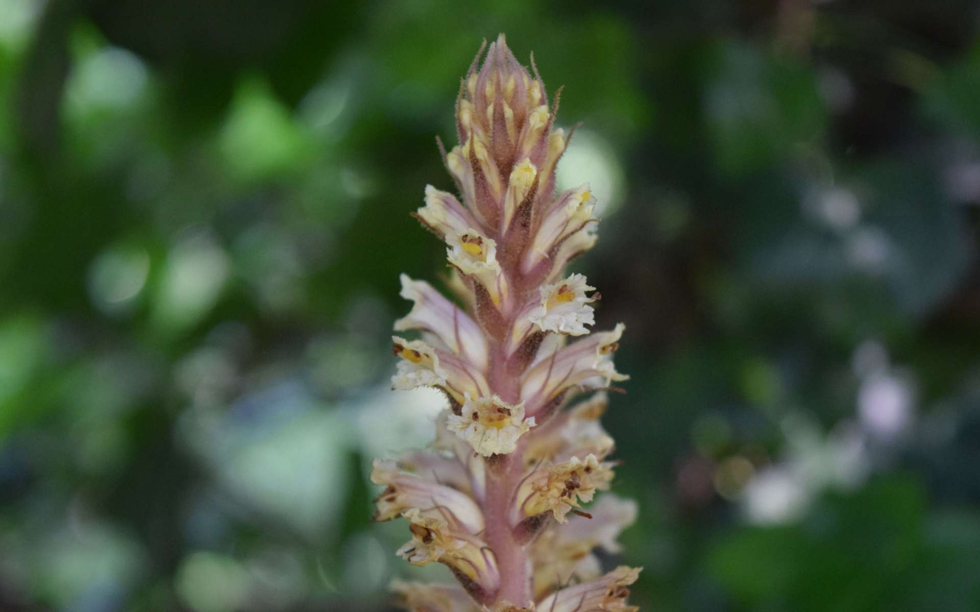 Orobanche du lierre