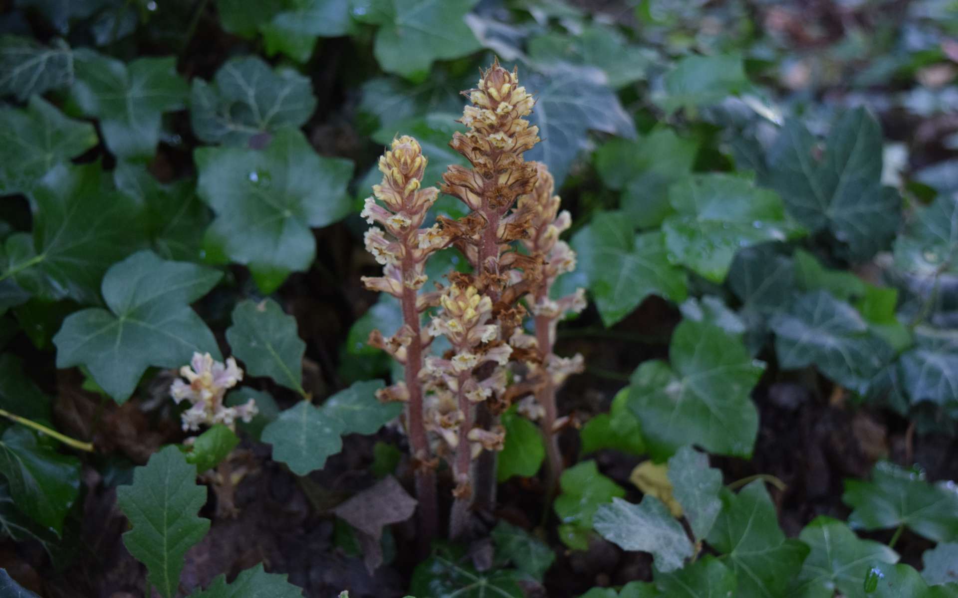 Orobanche du lierre