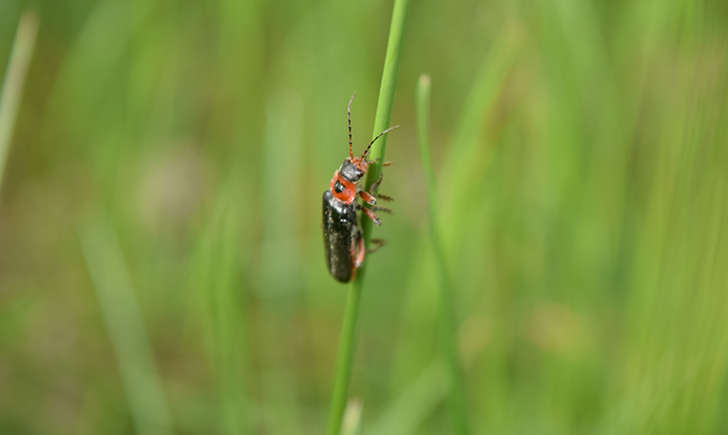 Cantharis rustica (Crédits: Sabine Meneut)