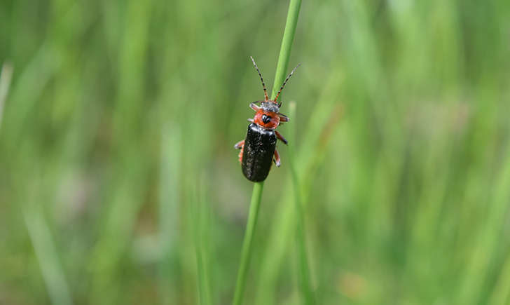 Cantharis rustica (Crédits: Sabine Meneut)