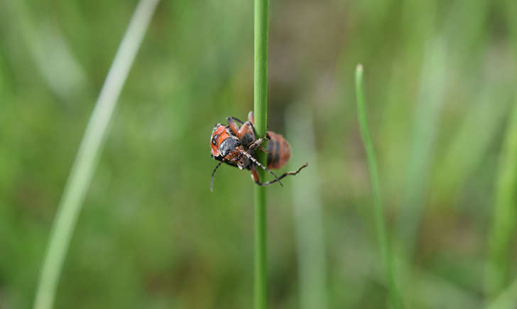 Cantharis rustica (Crédits: Sabine Meneut)