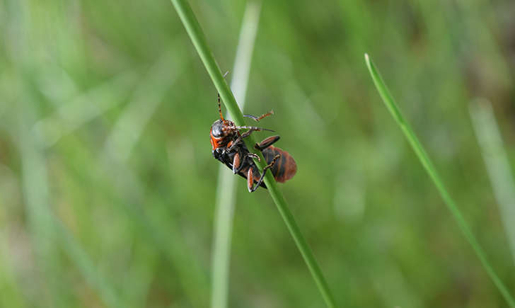 Cantharis rustica (Crédits: Sabine Meneut)