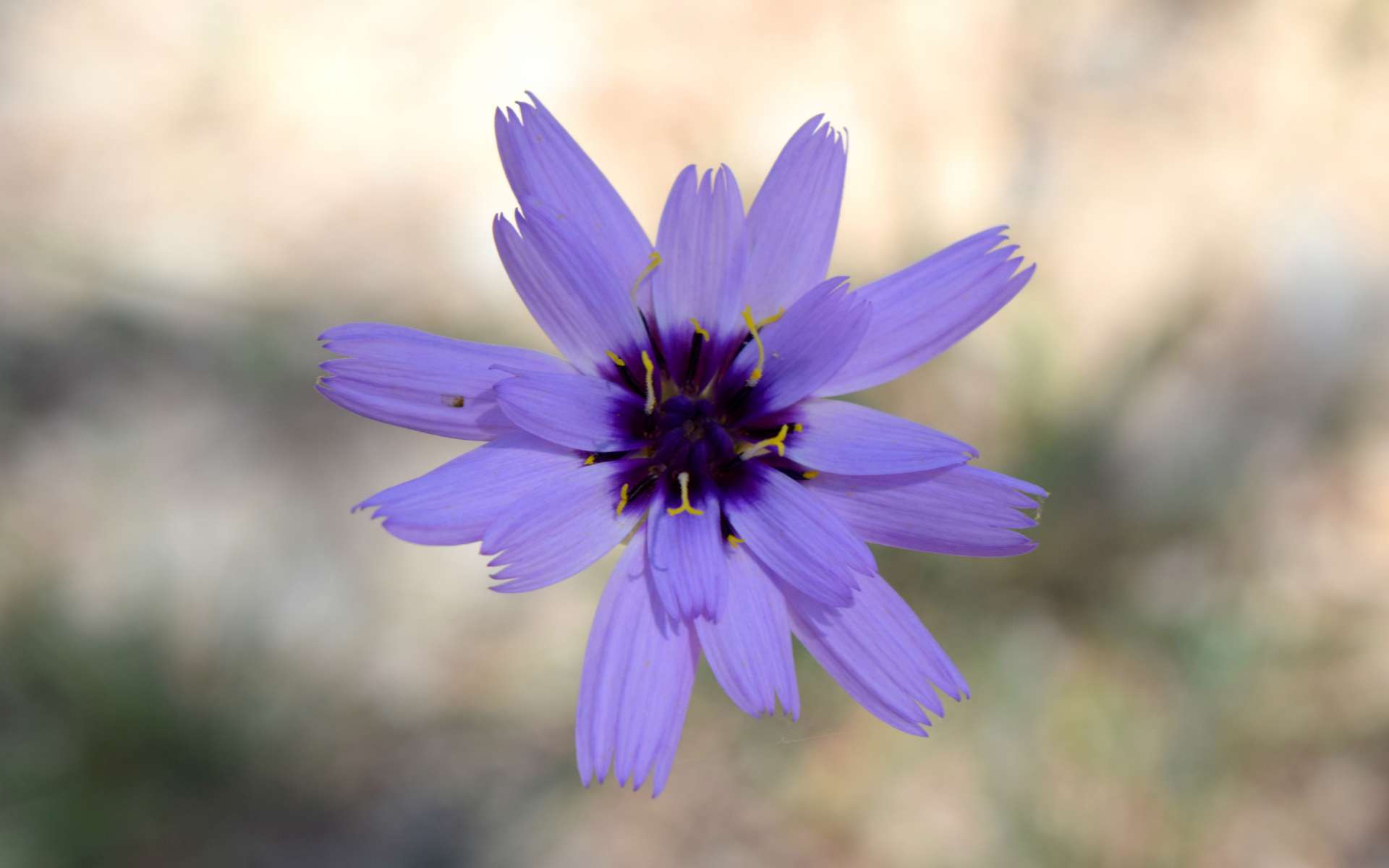 Catananche bleue (Crédits : Léa Charbonnier)