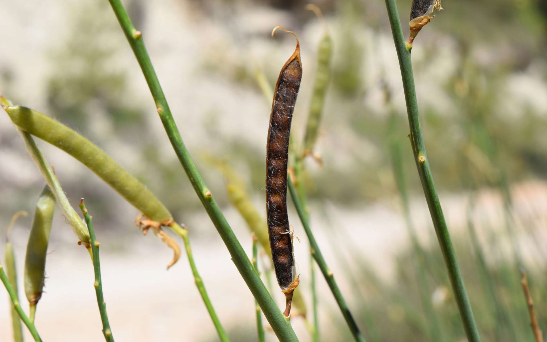 Spartier à tiges de jonc - gousse (Crédits : Léa Charbonnier)