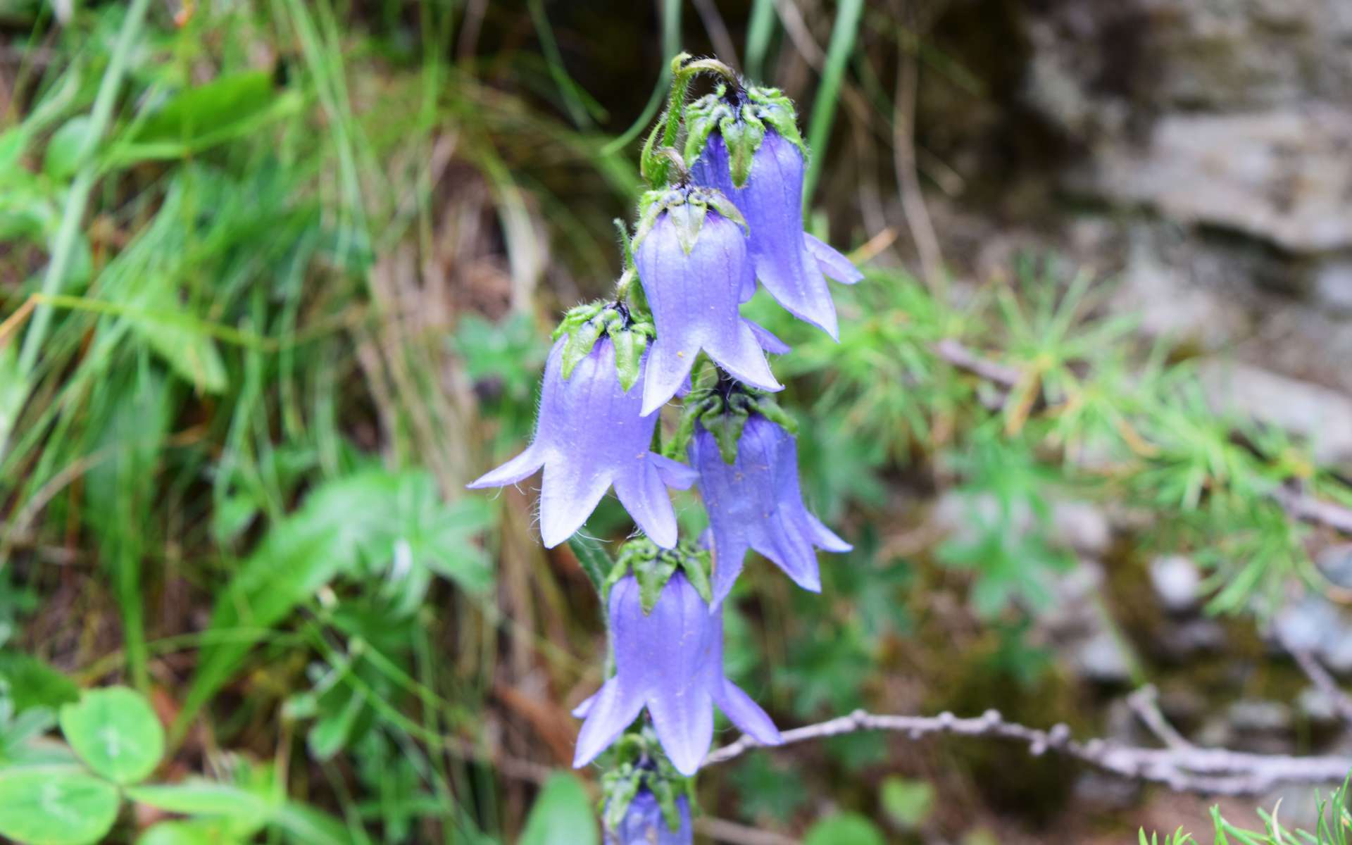 Campanule barbue (Crédits : Sabine Meneut)