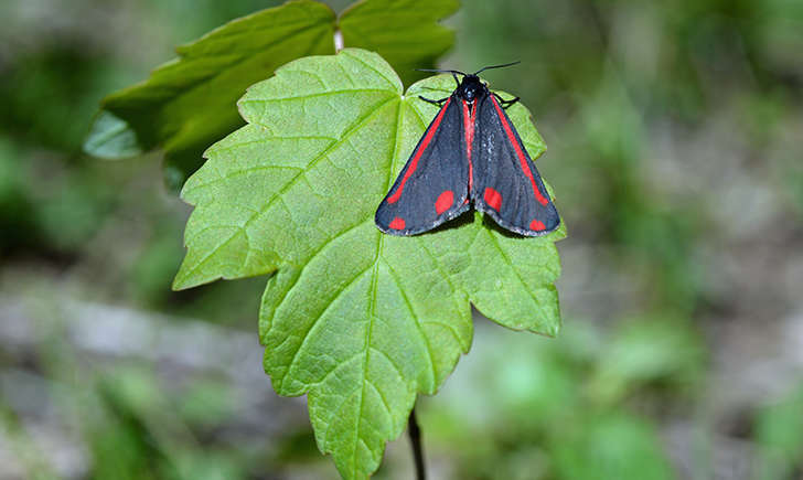 Ecaille du séneçon (Nature Photos - flickr)