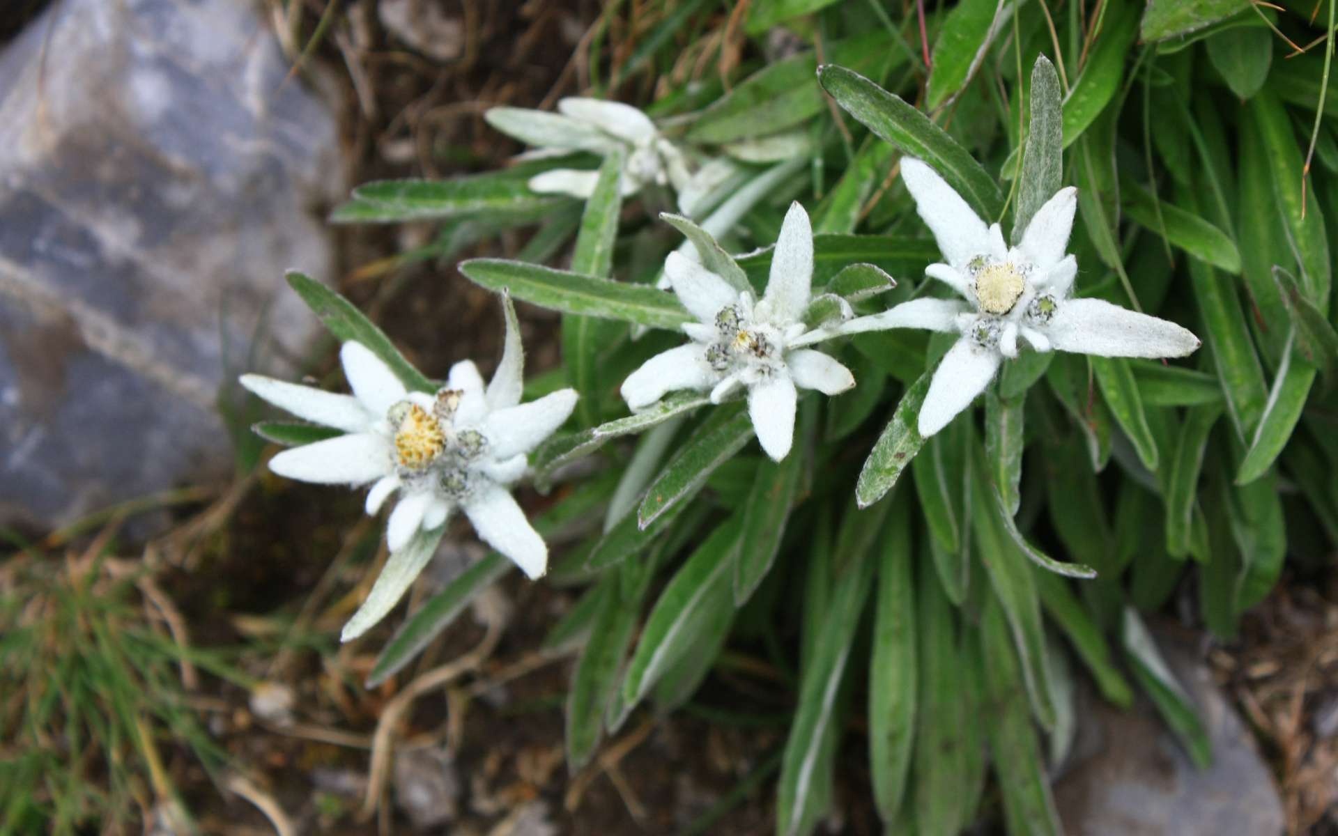 Edelweiss (Crédits : Cyril Gautreau)