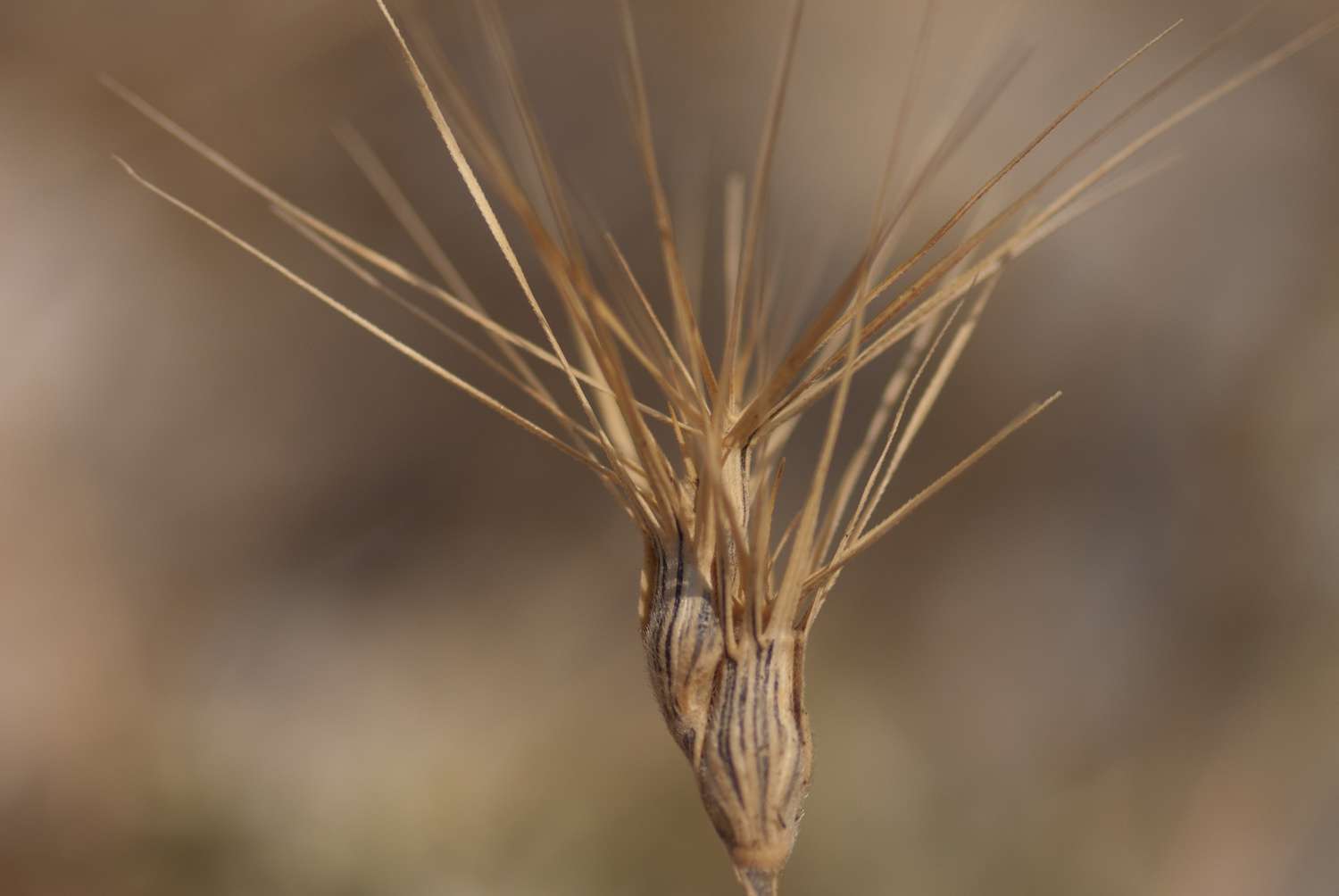 Egilope à inflorescence ovale (Crédits : Cédric Seguin - Natural Solutions)