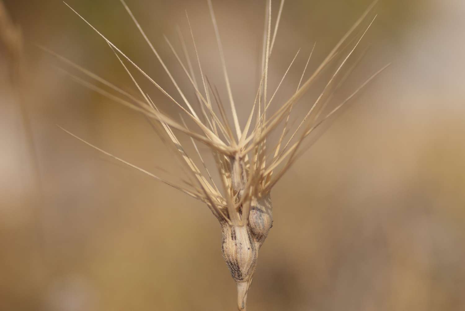 Egilope à inflorescence ovale (Crédits : Cédric Seguin - Natural Solutions)